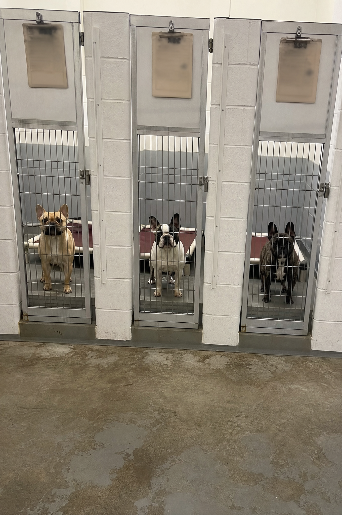 Dog Training Tips & Support Facebook ad