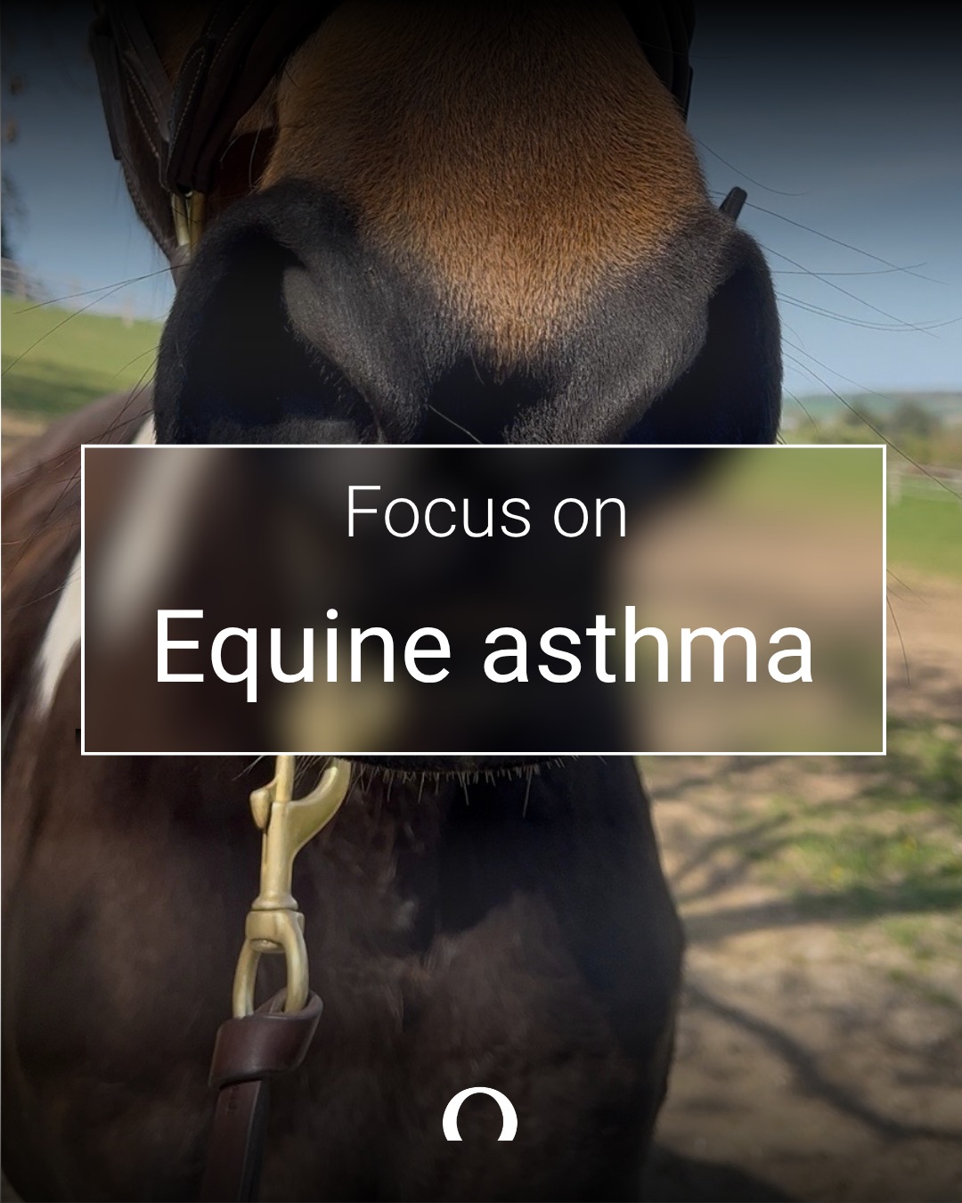 Audevard UK Facebook ad: Equine asthma is a very common condition in…