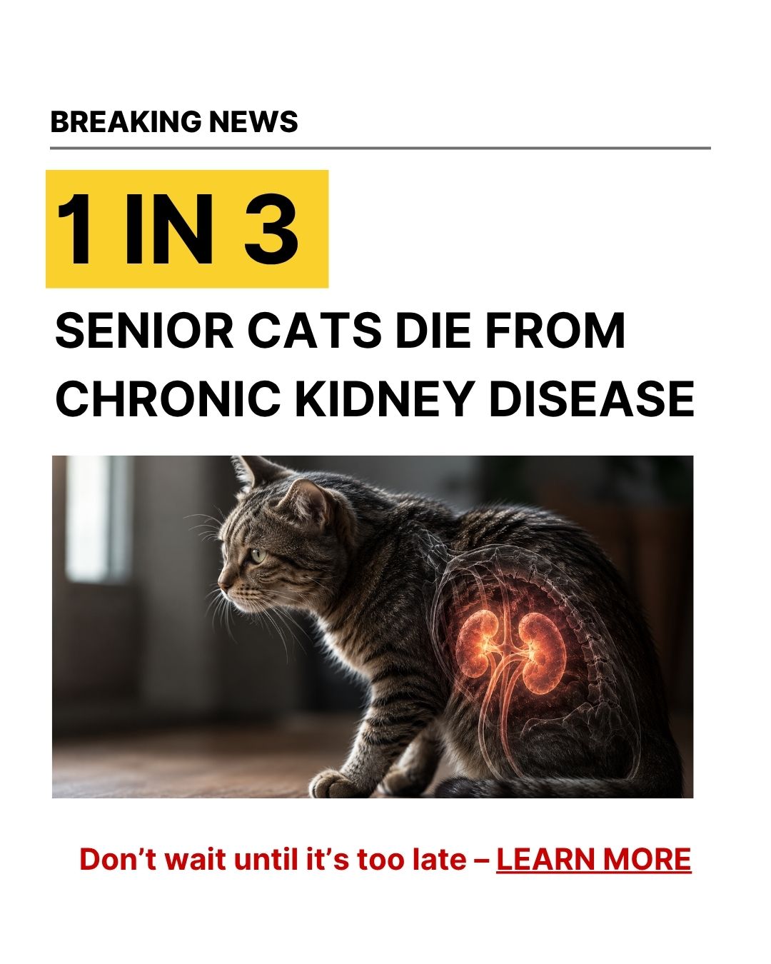 Fureeze Facebook ad: The Senior Cat Symptoms Most Owners Dismiss as Old Age