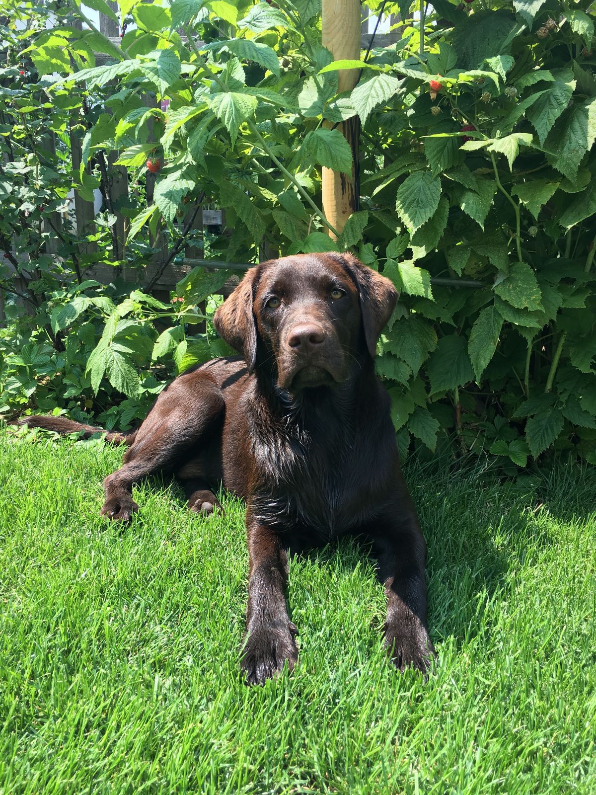 Mary jane Facebook ad: Read If You Own a Dog