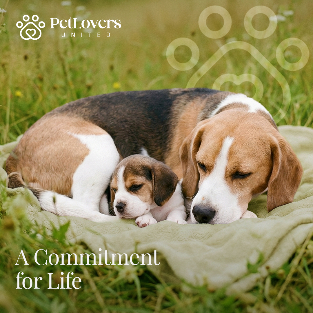 PetLovers United Facebook ad