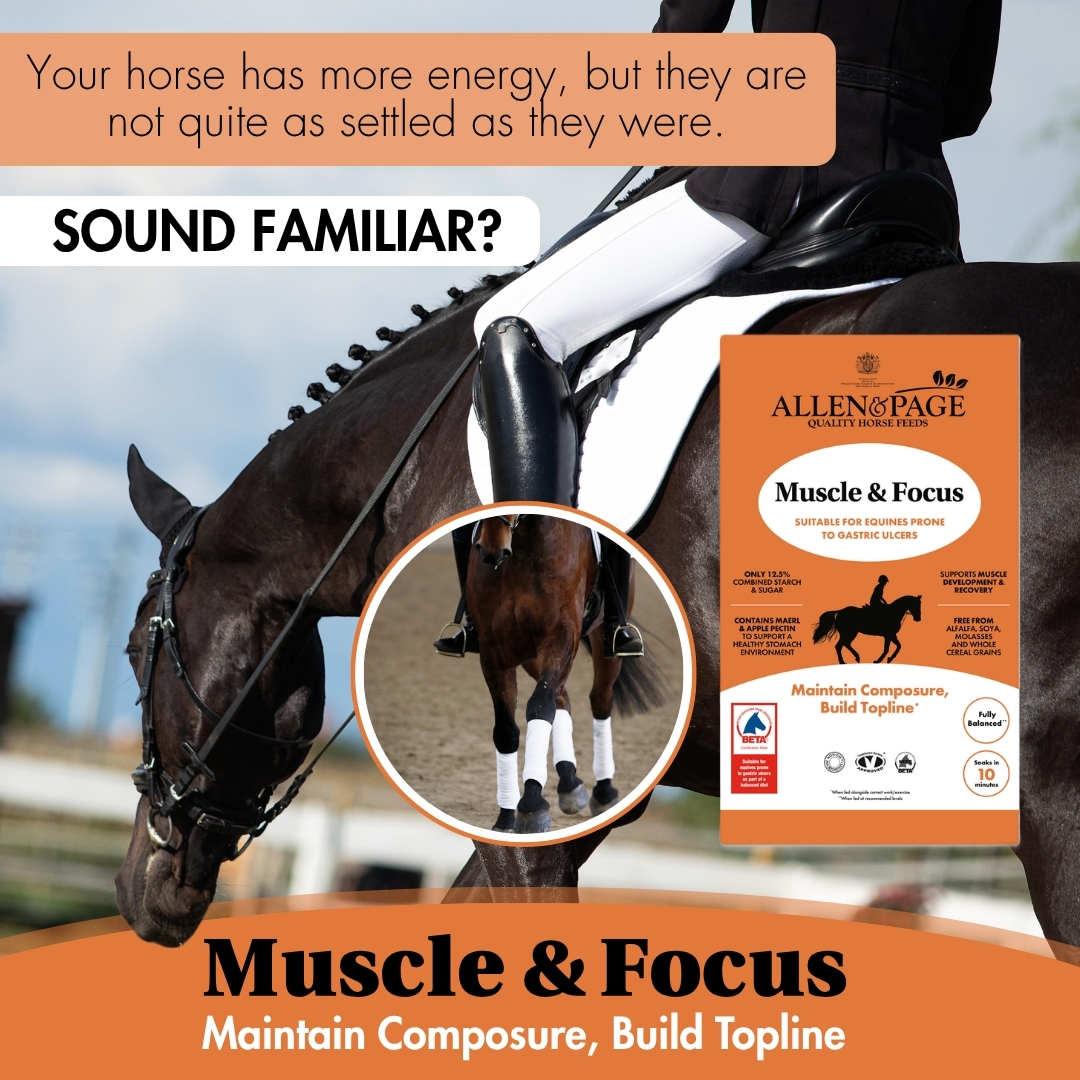 Allen & Page Horse Feeds Facebook ad: Muscle & Focus - Maintain Composure, Build Topline