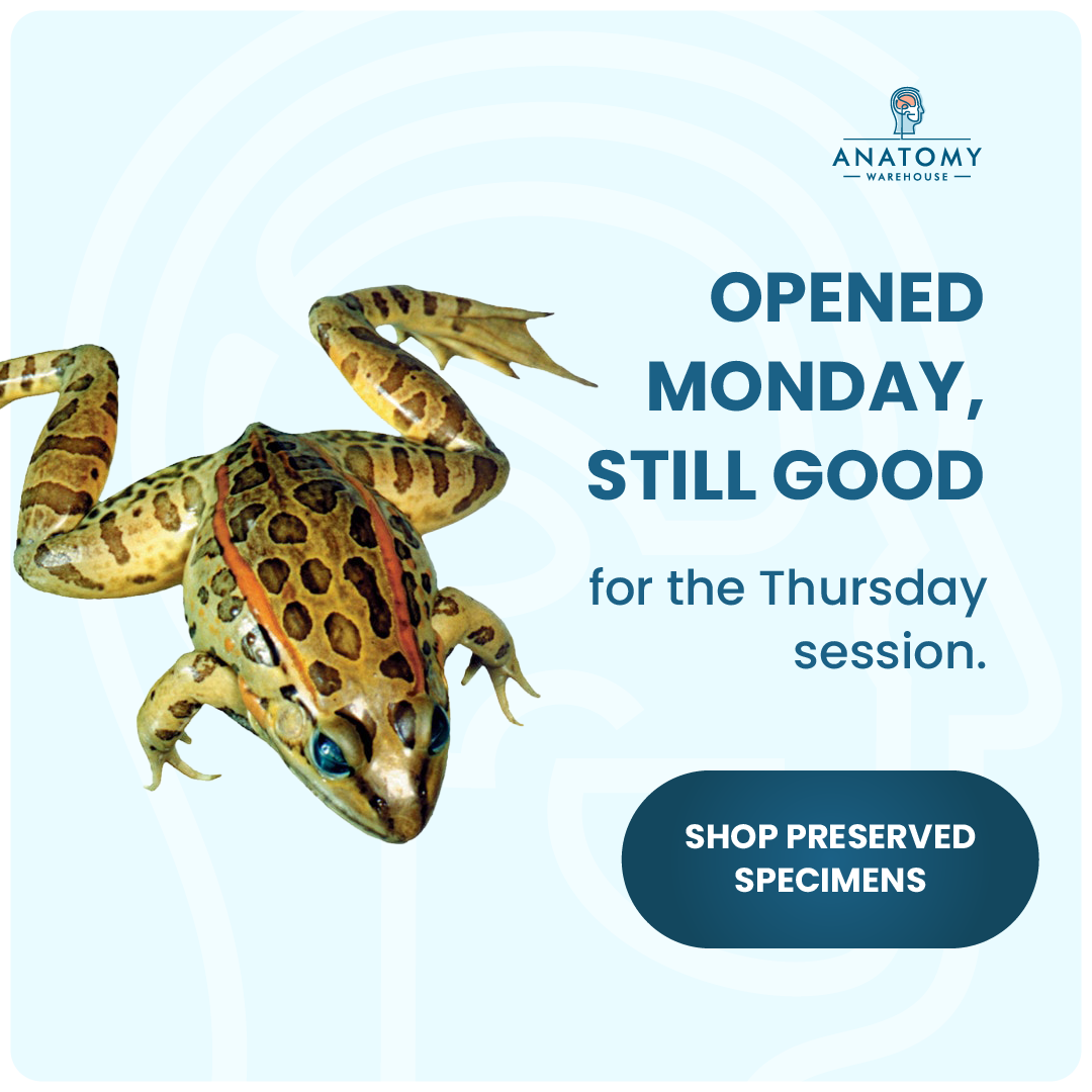 Anatomy Warehouse Facebook ad from Sep 3, 2026