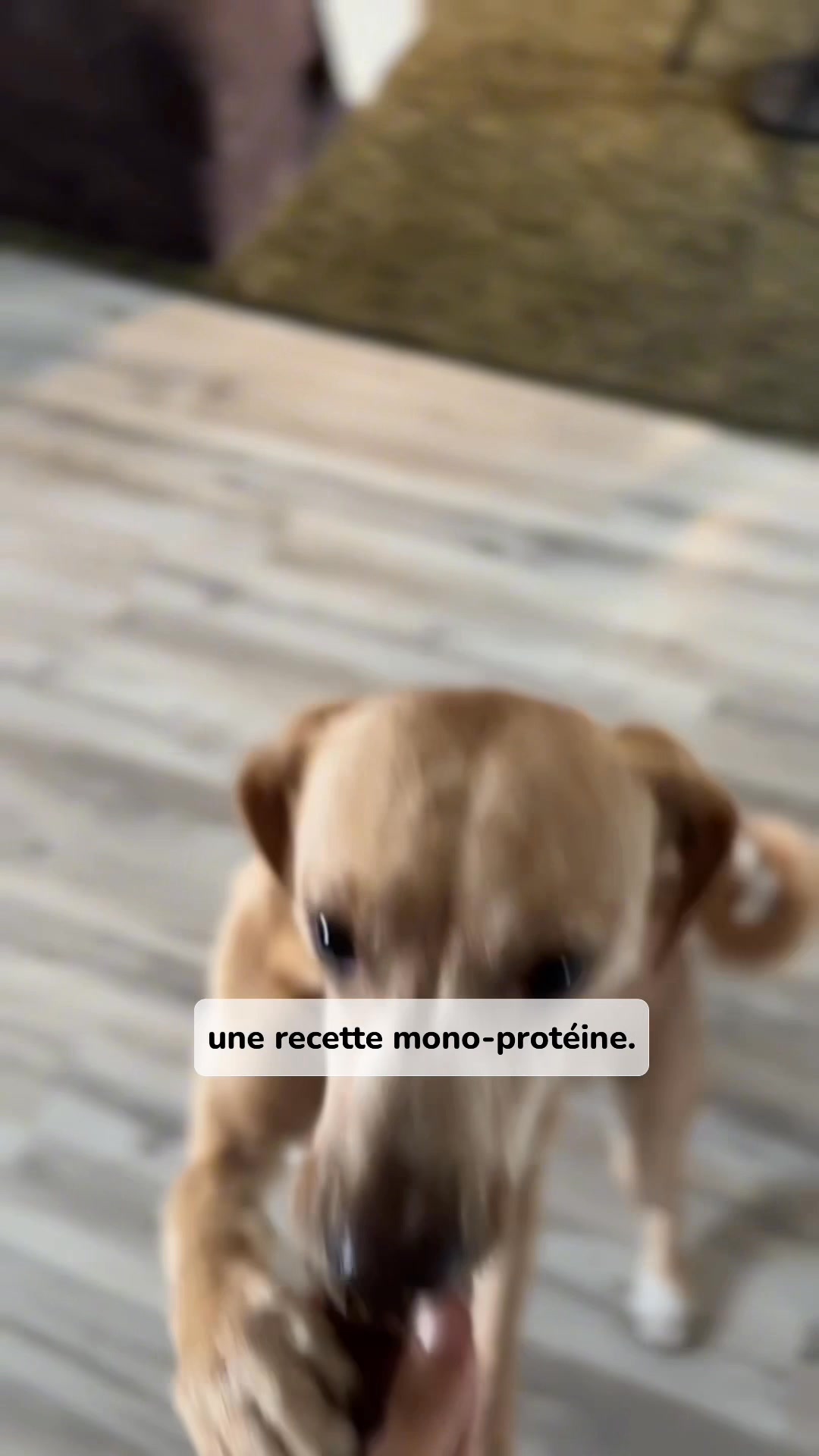 Franklin Pet Food Facebook ad: 90% de bœuf séché façon barbecue