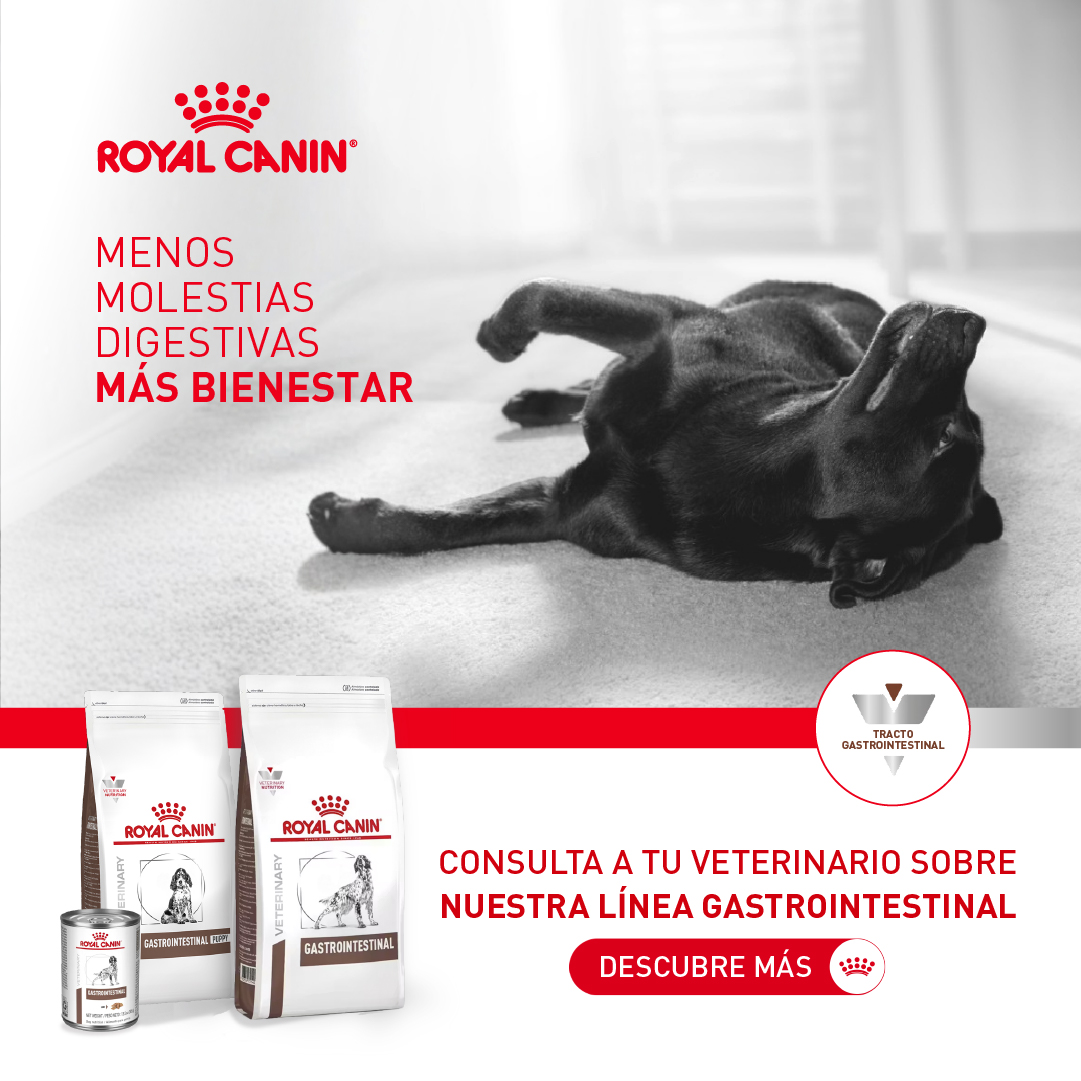 Royal Canin Colombia Facebook ad: Digestión saludable