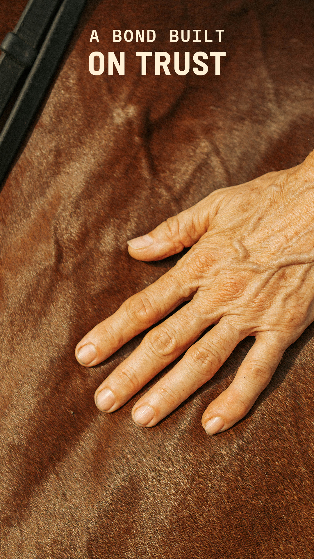Purina Horse Facebook ad: You're at your best when your horse is…