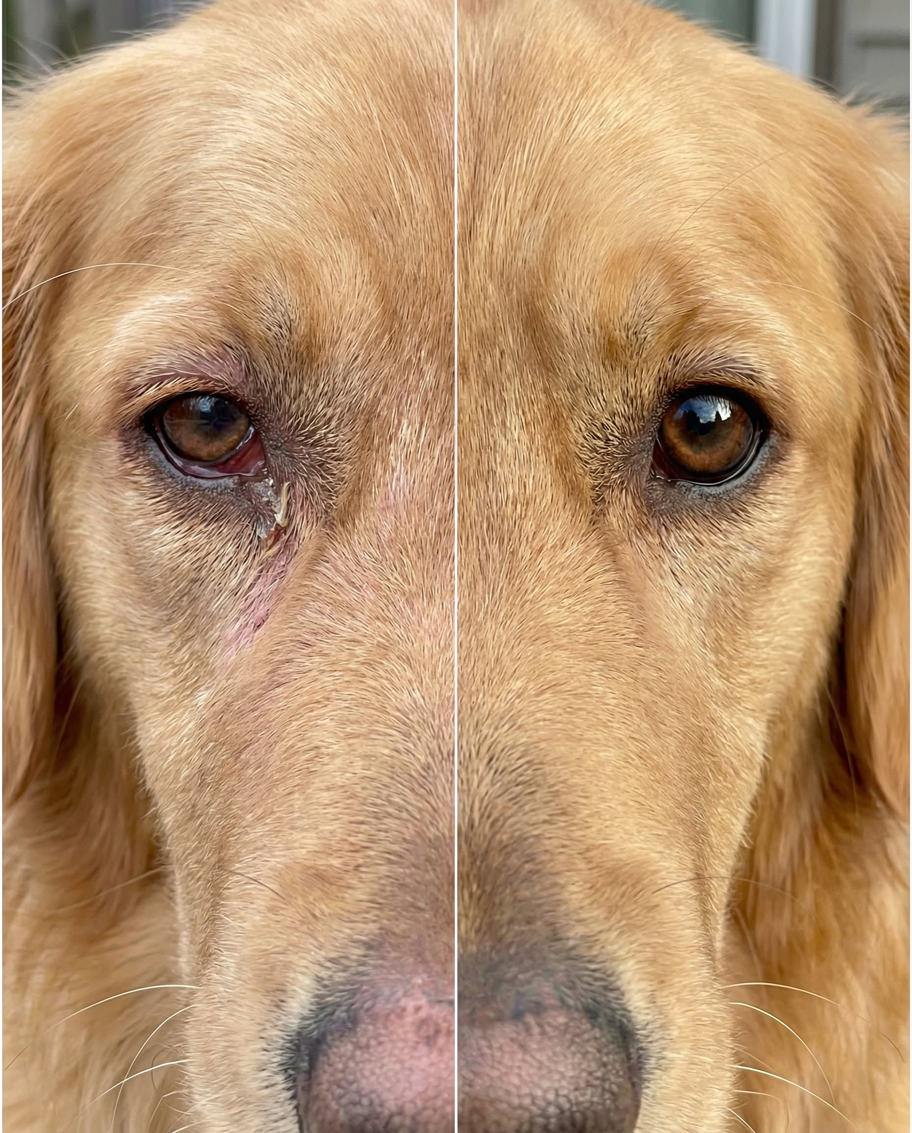 Wellness for Woofs Facebook ad