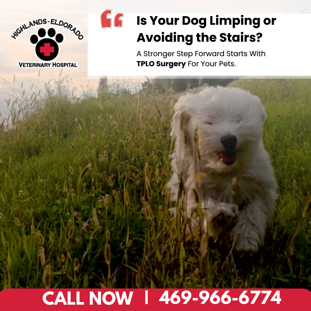 Highlands-Eldorado Veterinary Hospital Facebook ad: Your Pet’s First Exam: Free!