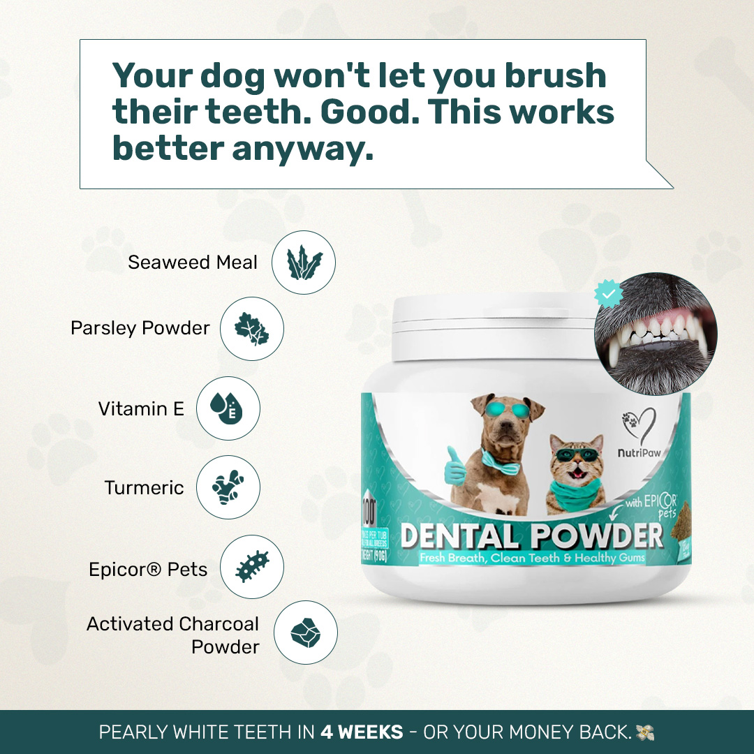 Healthy Dog 24/7 Facebook ad