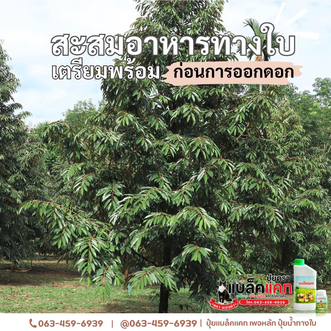 ปุ๋ยแบล็คแคท เพจหลักบริษัท ปุ๋ยน้ำทางใบ นวัตกรรม เพิ่มผลผลิต Facebook ad: สวนใครที่ทำใบไม่ทัน ใบมาช้า ใบเล็ก…