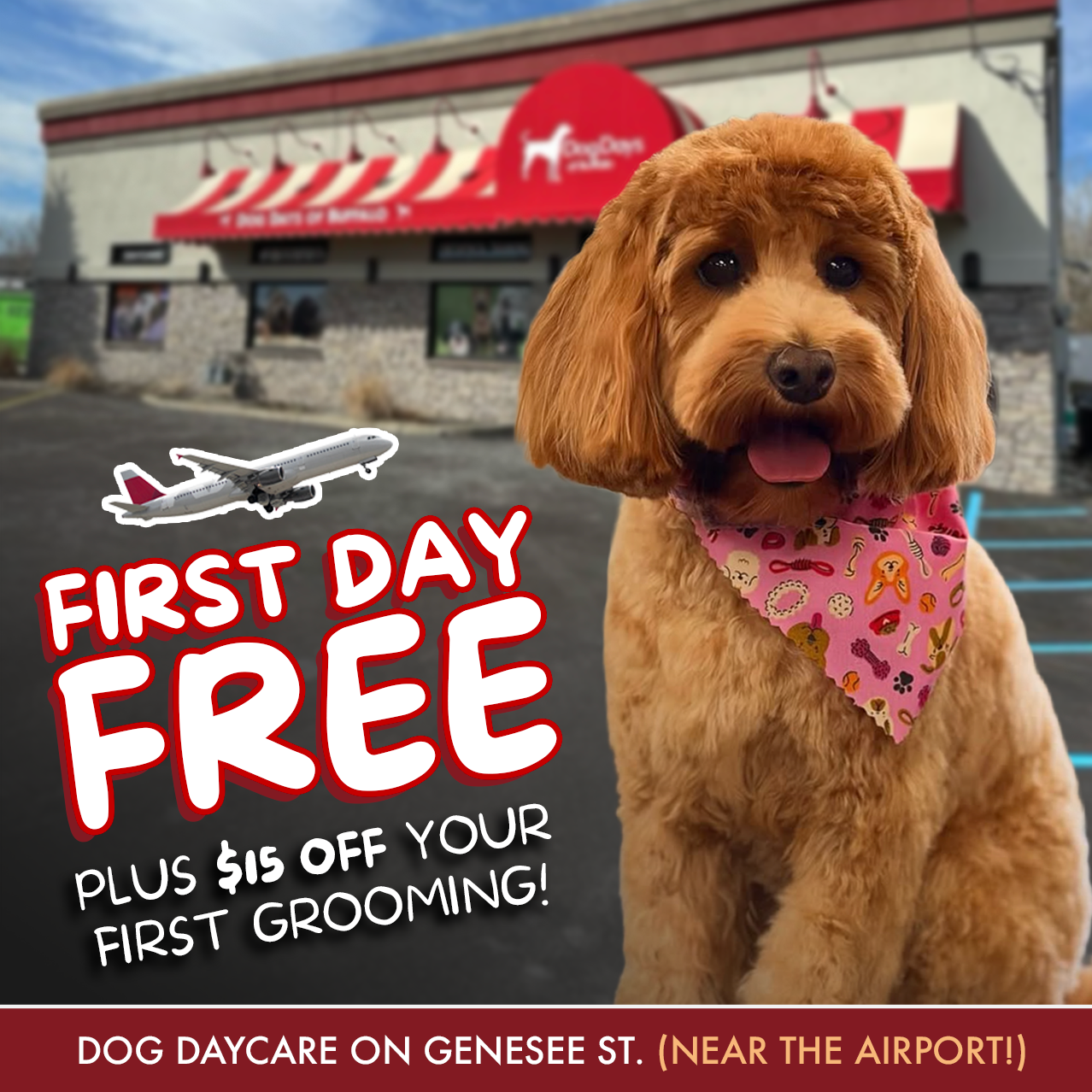 Dog Days of Buffalo Facebook ad: Dog Daycare & Grooming Offer