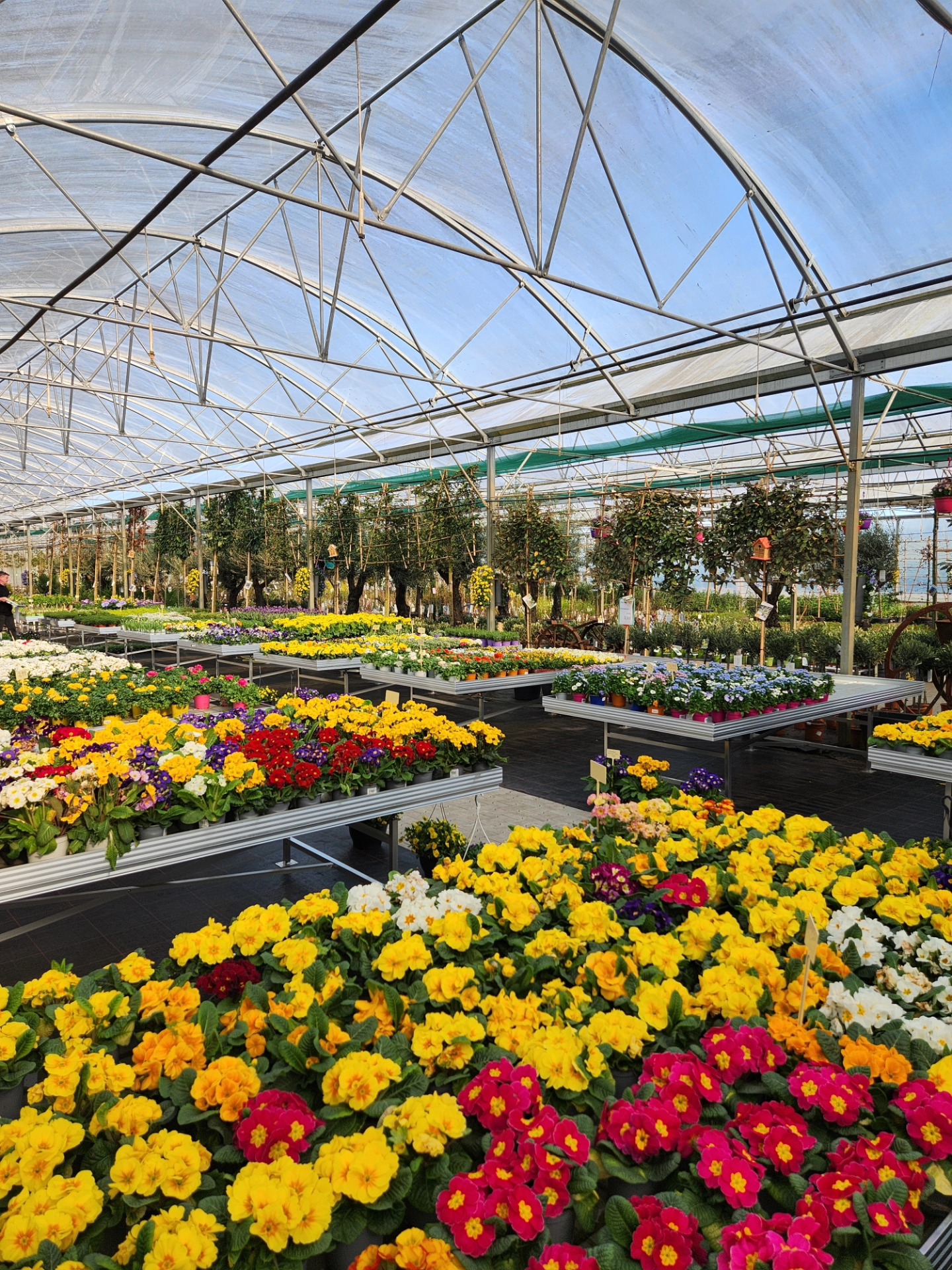 R.Wardenburg Gartenbau Facebook ad: EINKAUFEN DIREKT BEIM GÄRTNER!