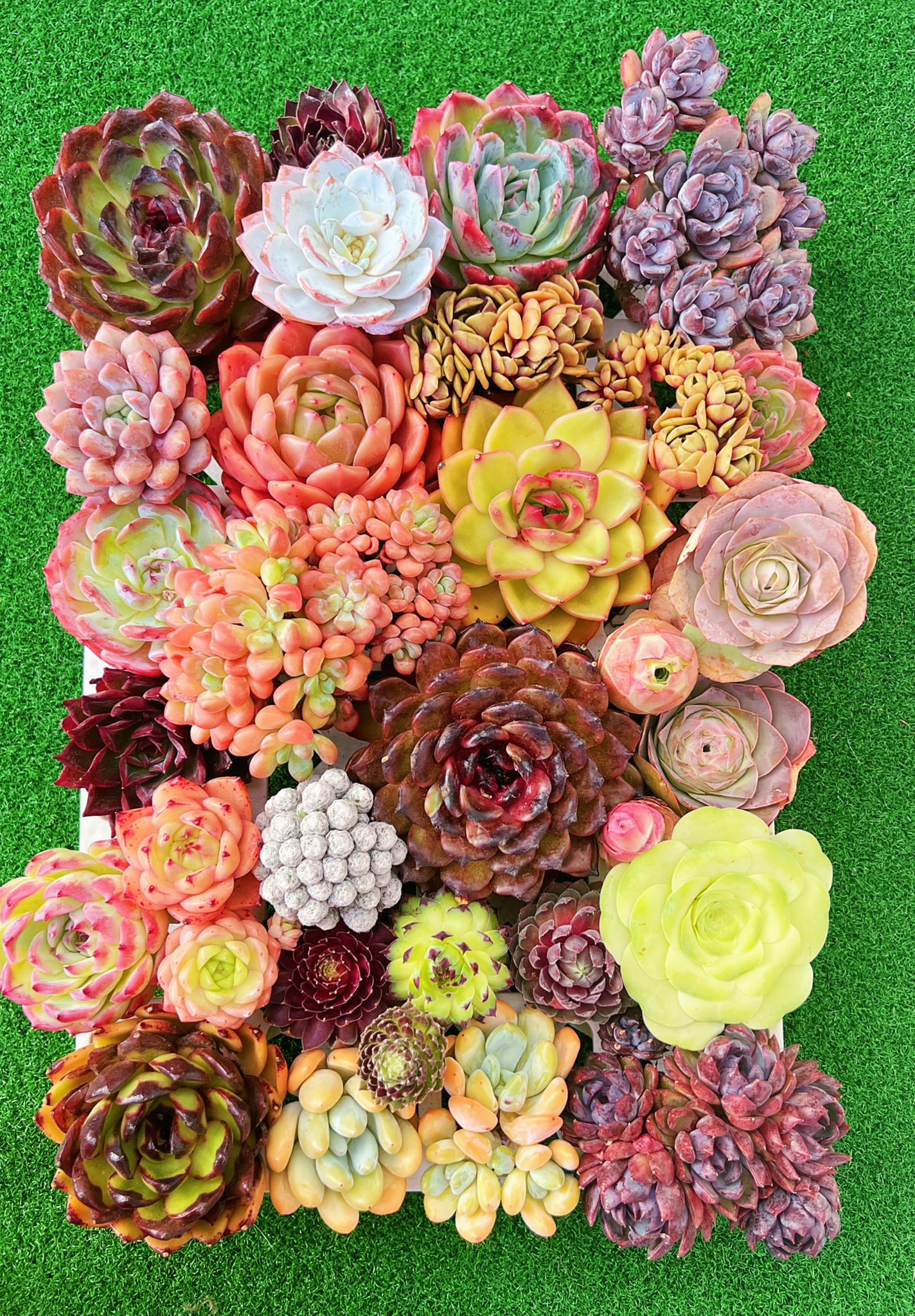 牵心多肉园 Cii Succulent Garden Facebook ad: 肉友们看过来!新鲜进口多肉到货啦