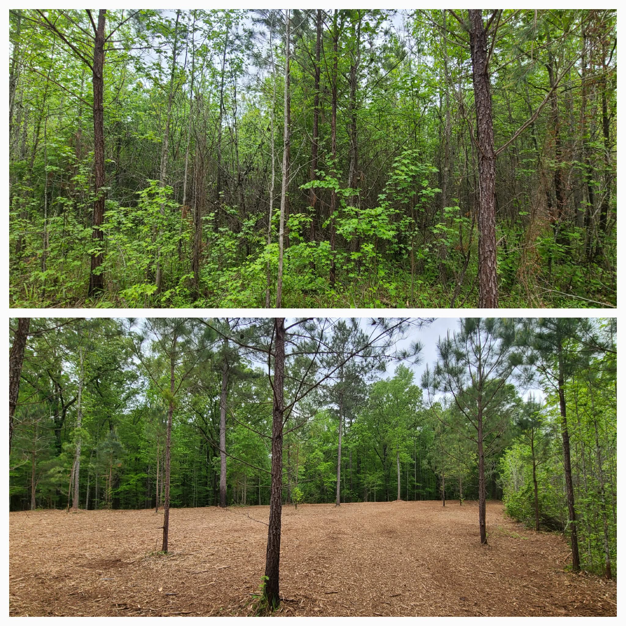 Alpha Mulching Facebook ad: LaGrange & Surrounding Area | Land Clearing