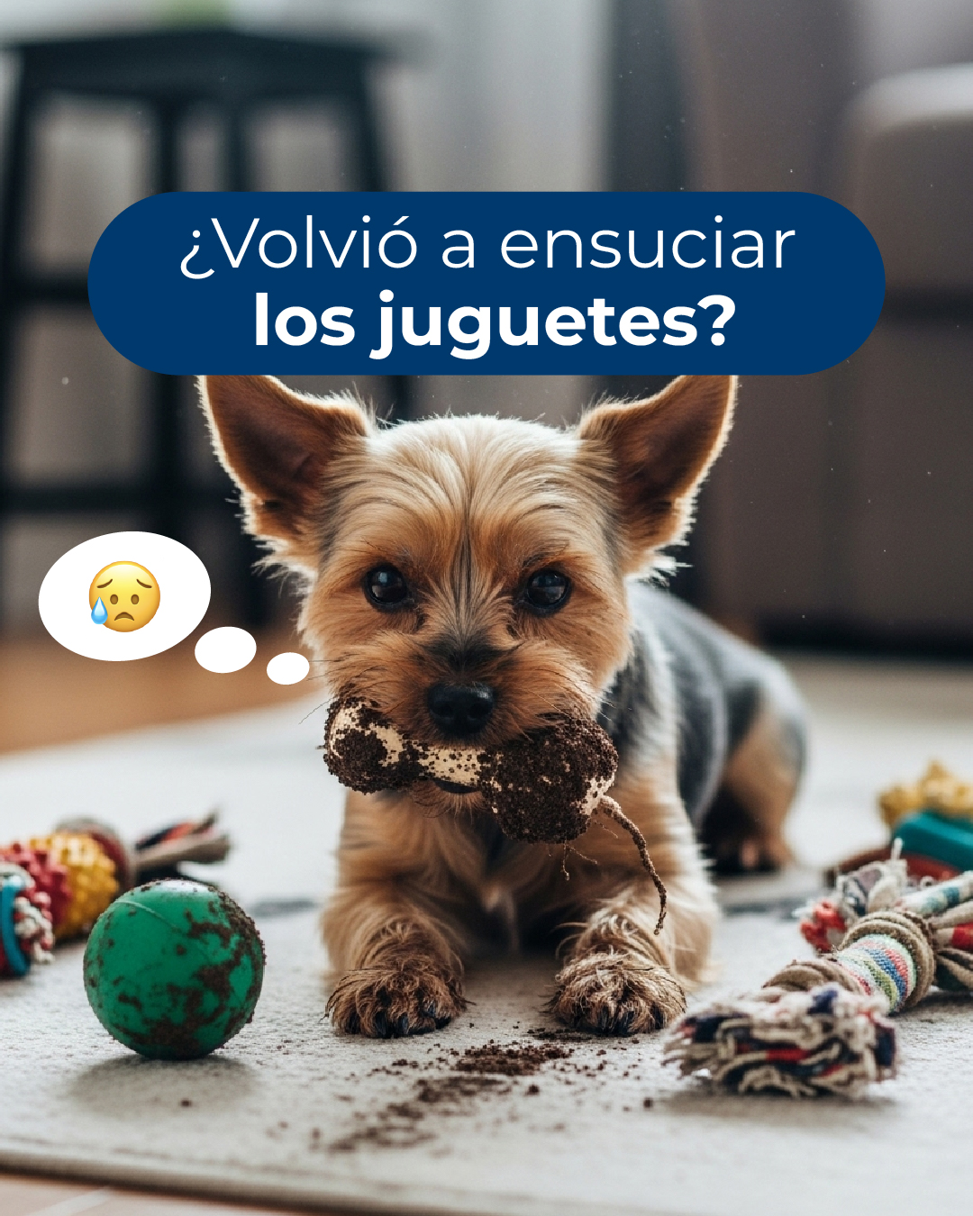 Sussex Argentina Facebook ad: No lo retés a Tutuca, con Sussex limpiá…