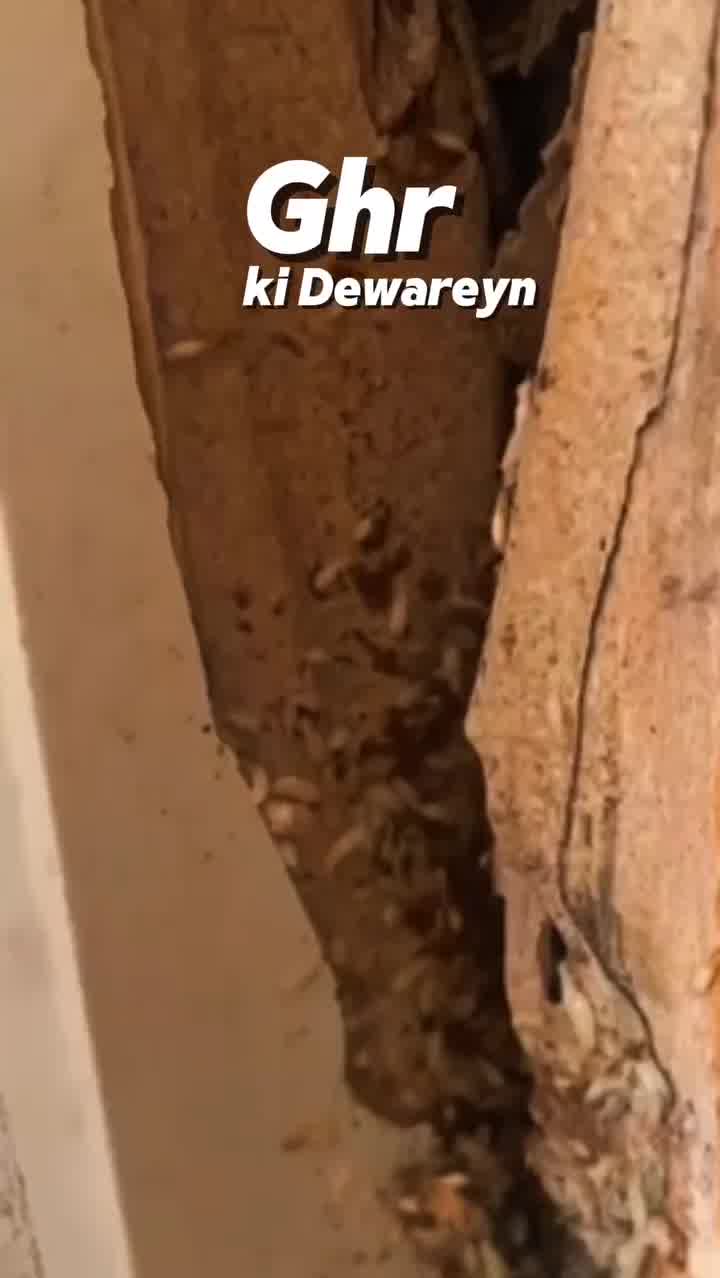 Wood Guard Pro Facebook ad: First Time in Pakistan!