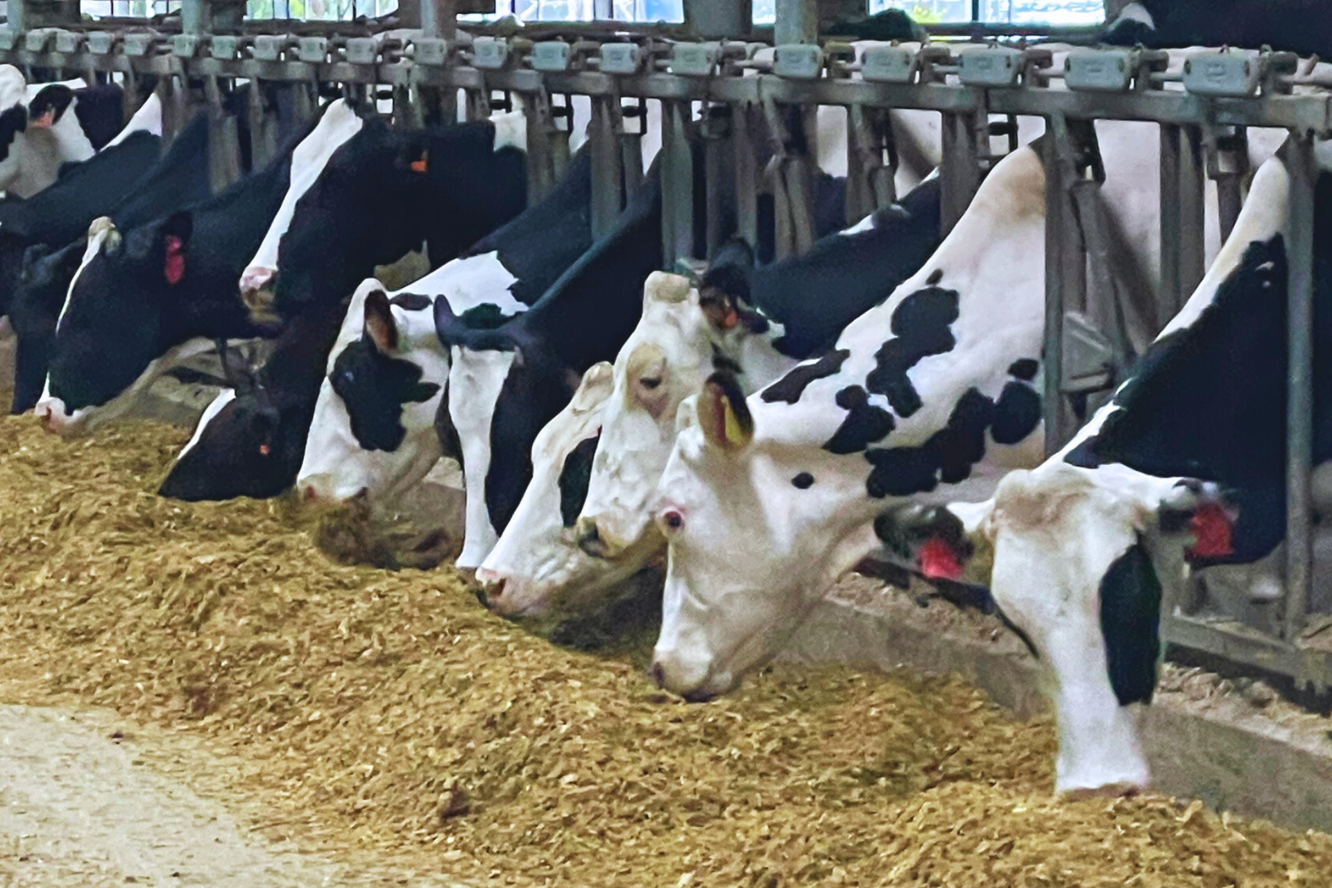 Central Life Sciences - ClariFly Larvicide Facebook ad: Manure Management & Dairy Fly Control | ClariFly Larvicide