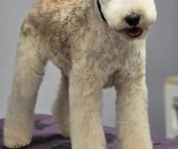 Allure Pet Salon Facebook ad