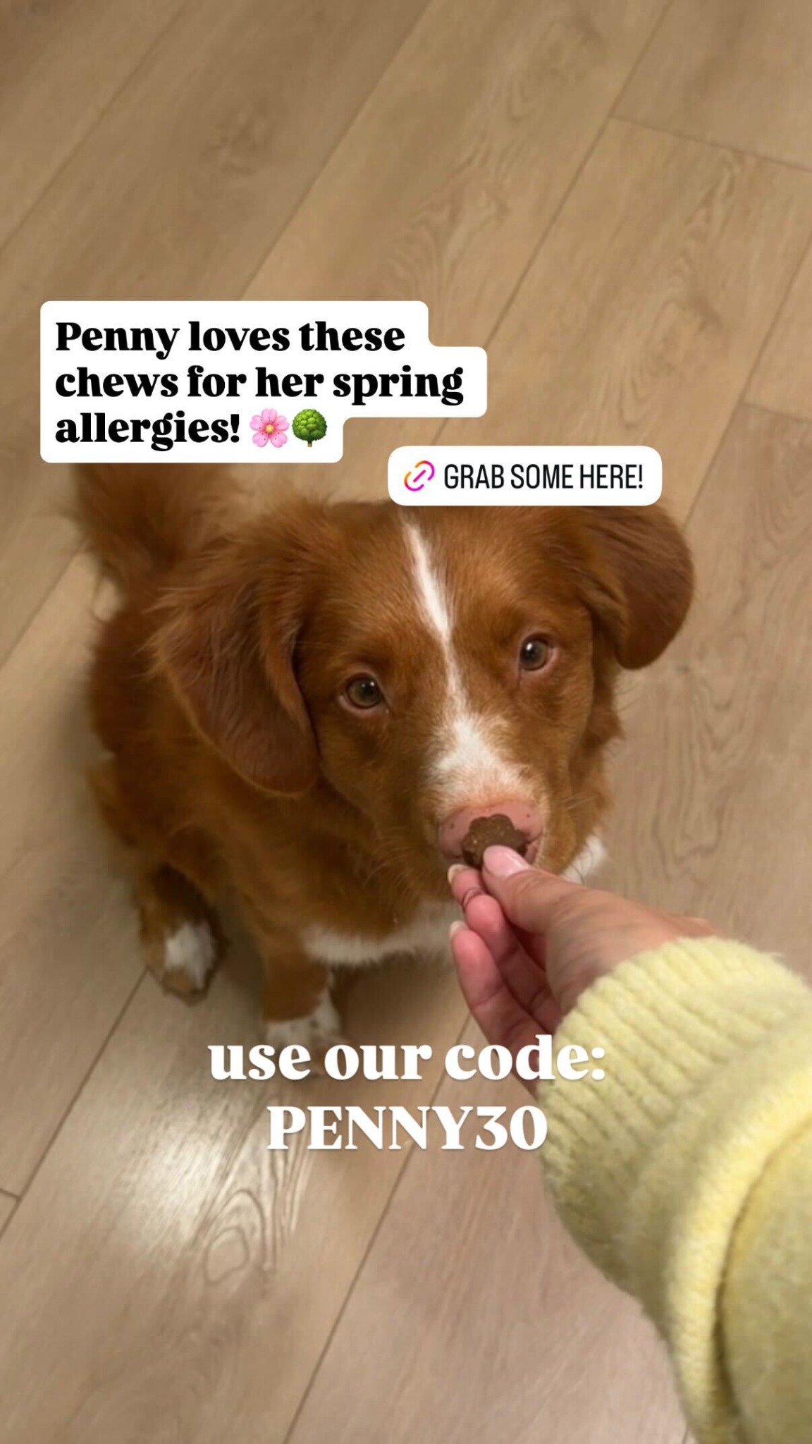 Dog is Human Facebook ad
