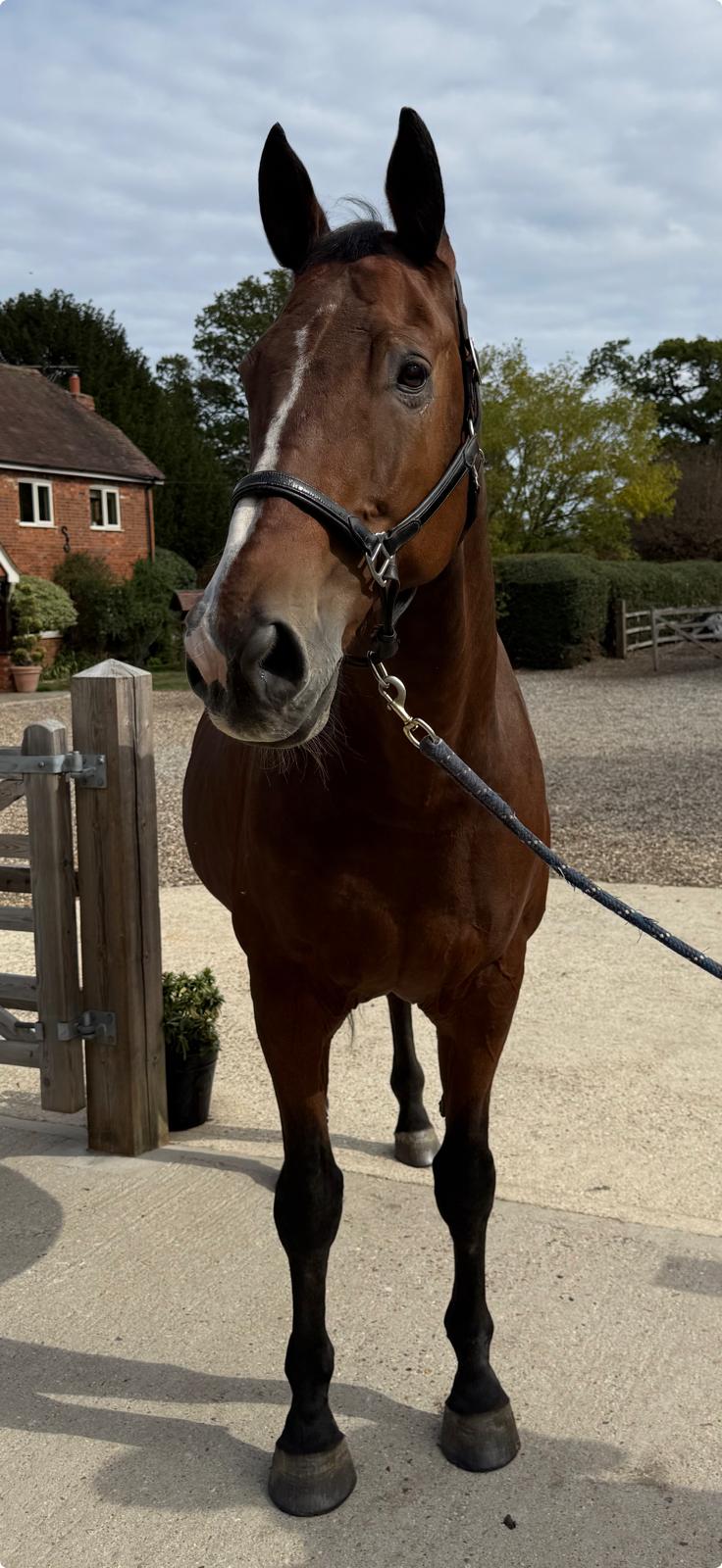 Absolute Equestrian Collective Facebook ad: Supporting the Whole Horse
