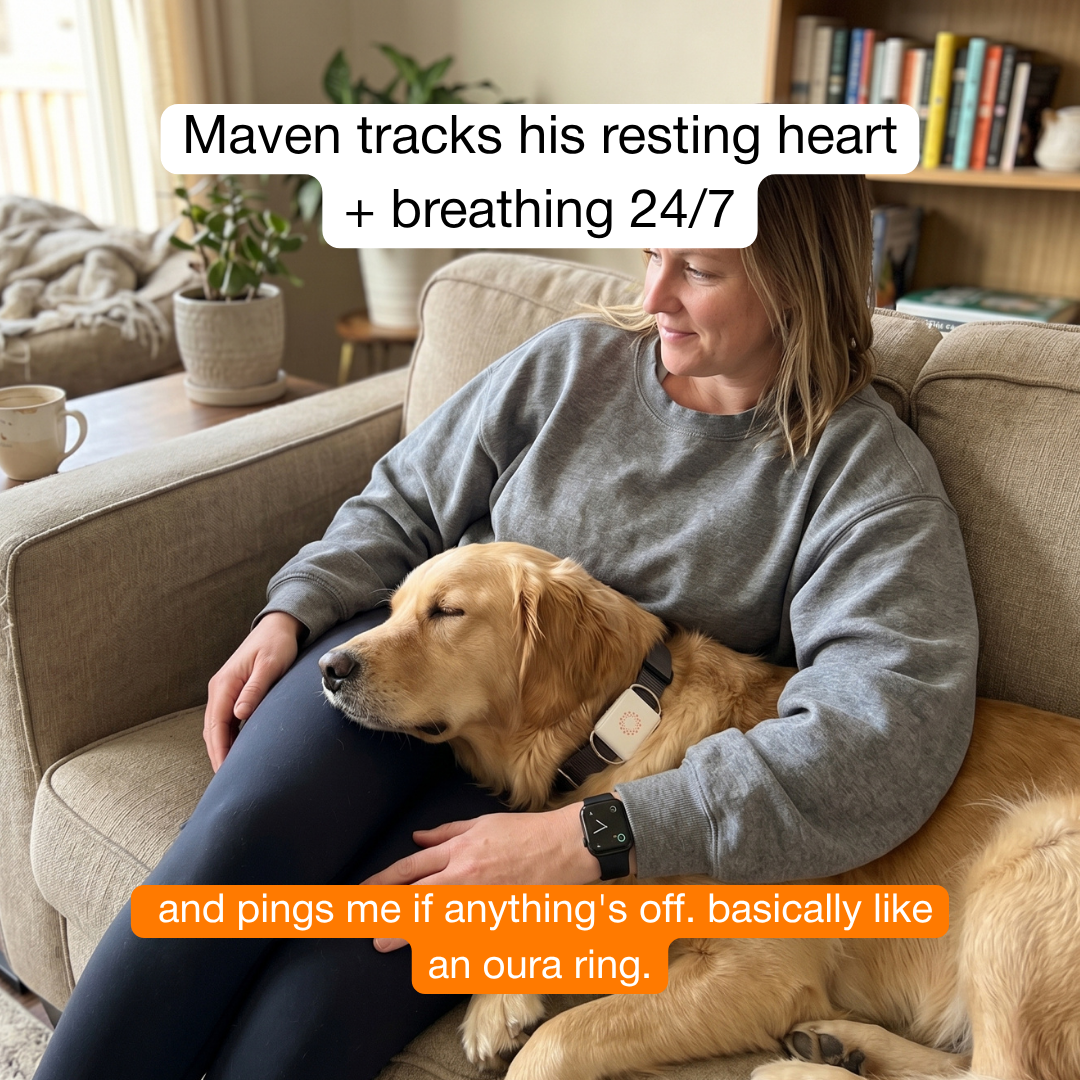 Maven Pet Facebook ad