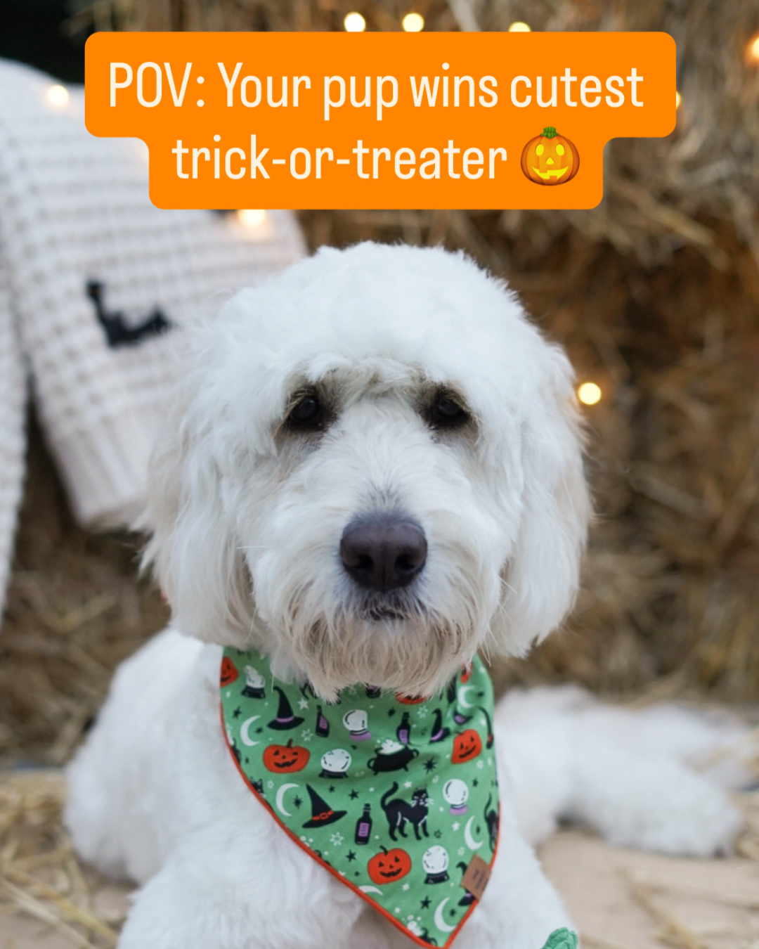 The Foggy Dog Facebook ad