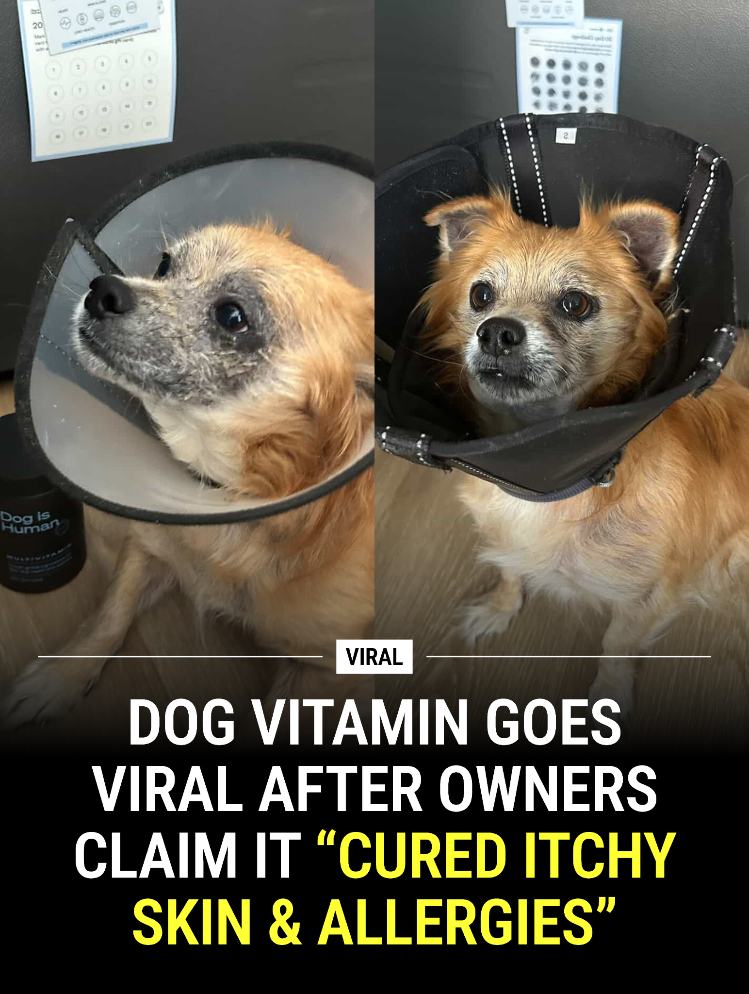 Dog is Human Facebook ad