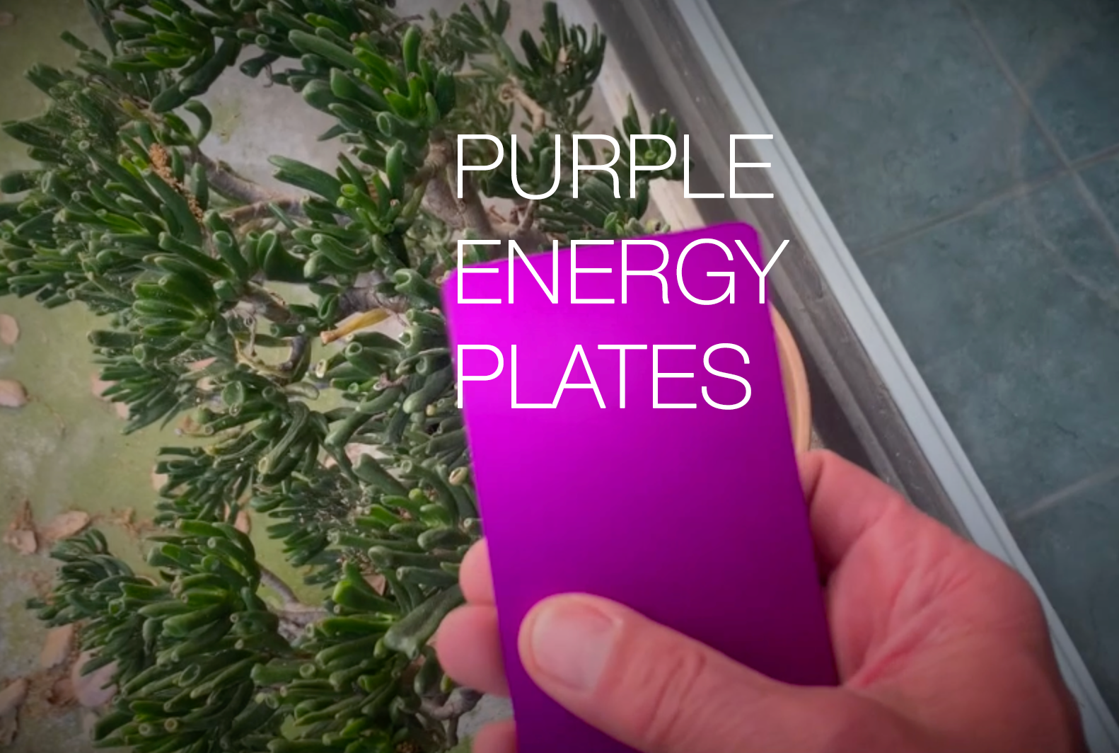 Tesla Purple Plates Facebook ad from Nov 14, 2025