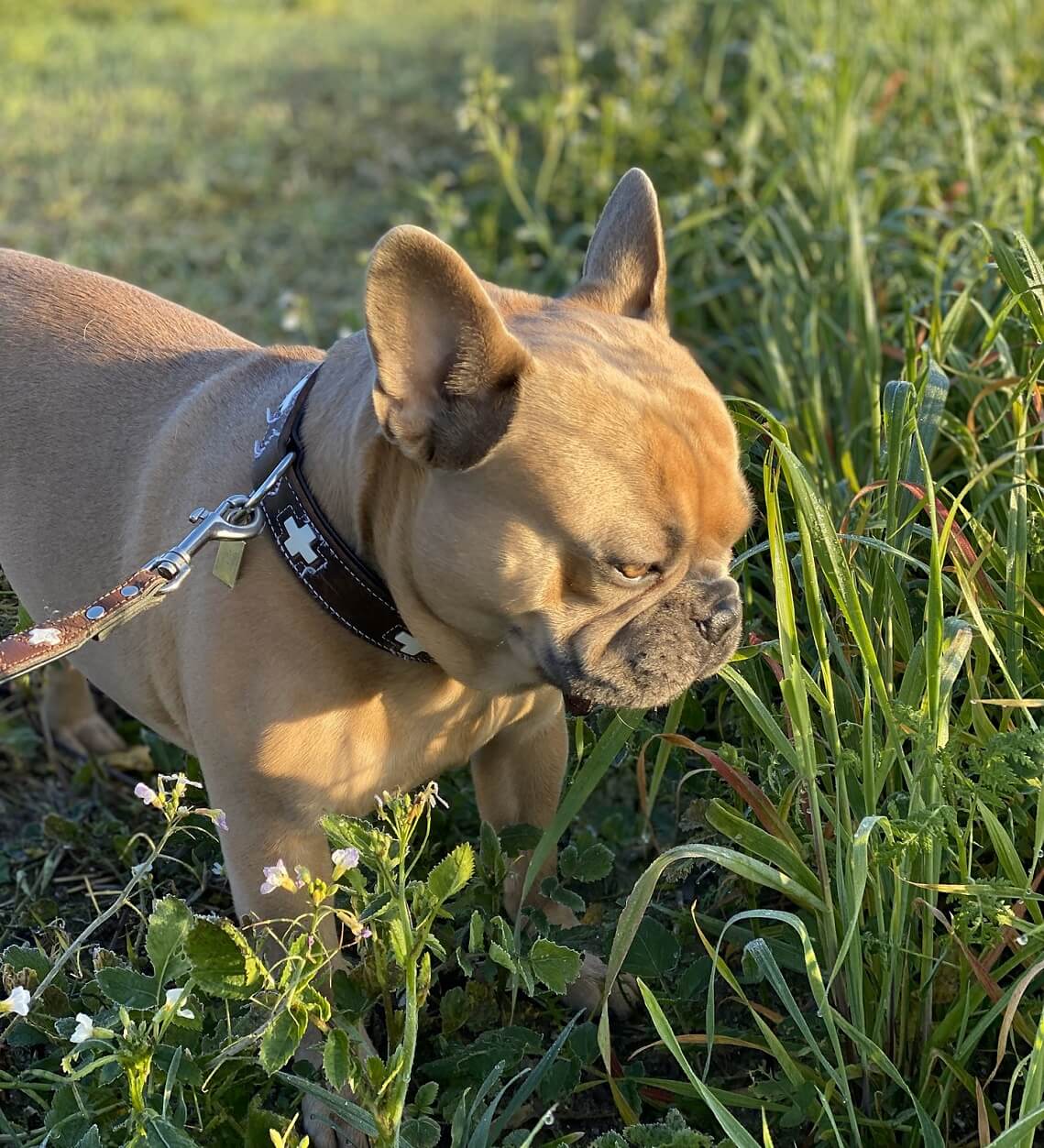The French Bulldog Vet Facebook ad