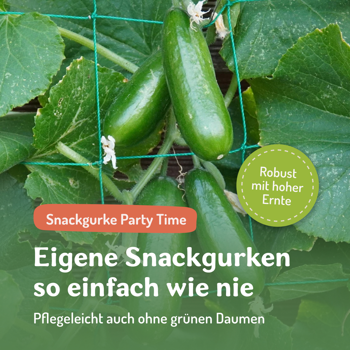 Samenfritze Facebook ad
