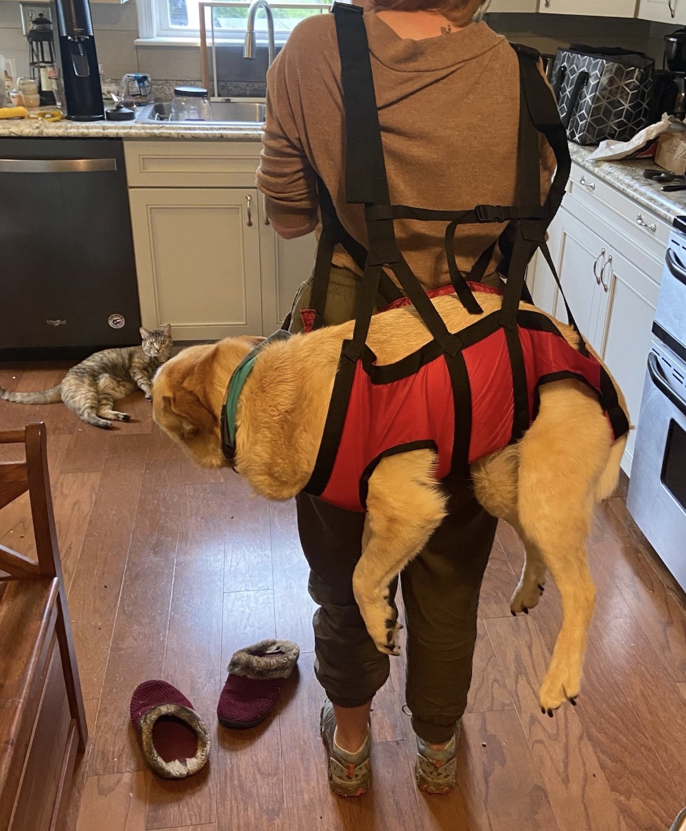 Sarah Hobson Facebook ad: Read if you're watching your dog limp and feeling helpless