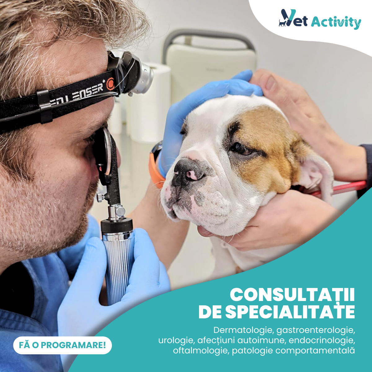 Vet Activity Facebook ad: De 15 ani ne dedicăm prietenilor tăi necuvântători…