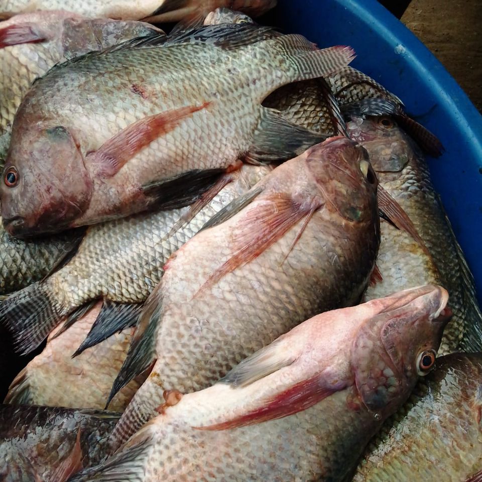GREAT kariba fish company Facebook ad