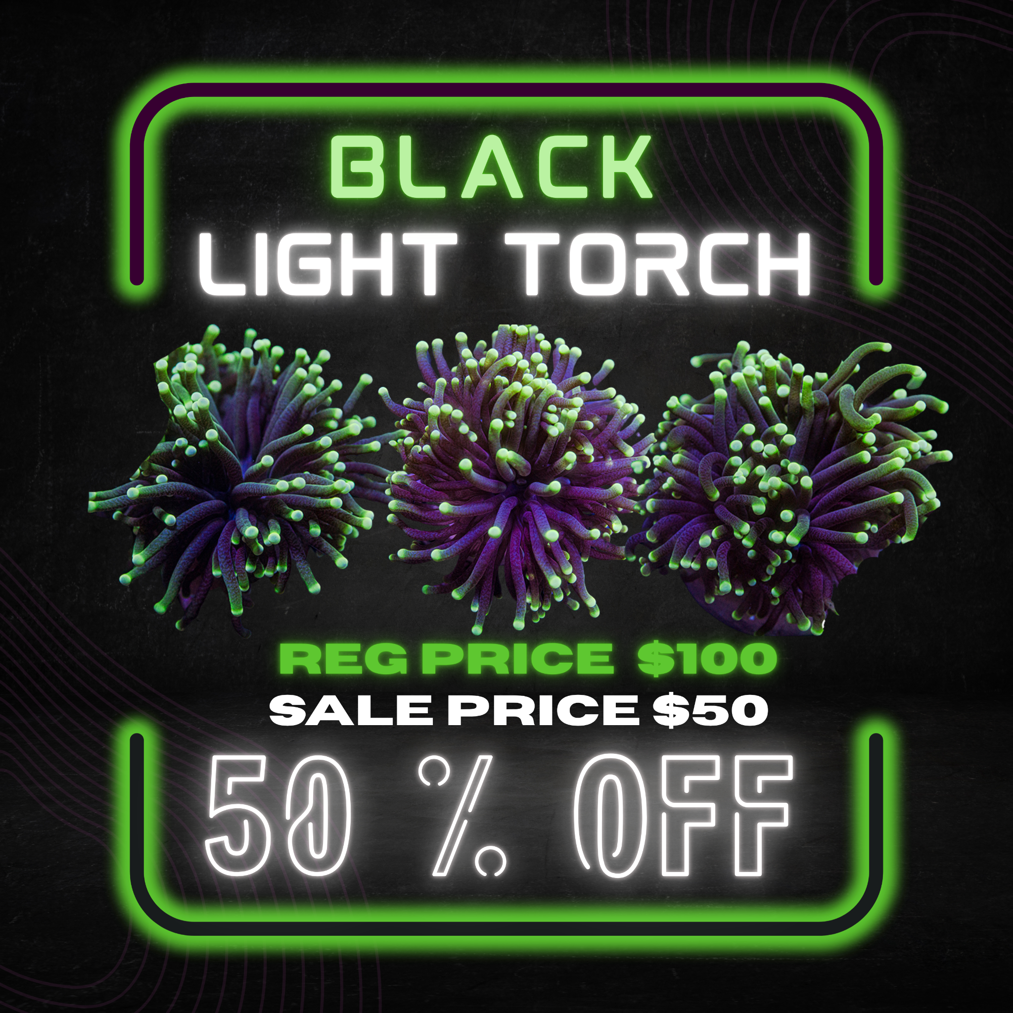 Queen City Corals Facebook ad: LIMITED DROP: Black & Blue Light Torch Combo