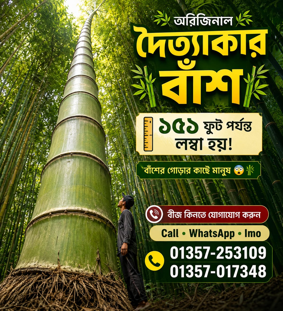 Seedly Facebook ad: 151 ফিট লম্বা হয় দৈত্যাকার বাঁশ