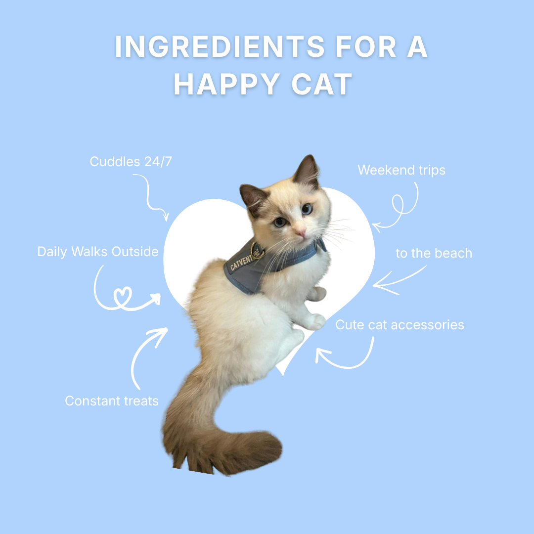 Cat Harness Australia Facebook ad