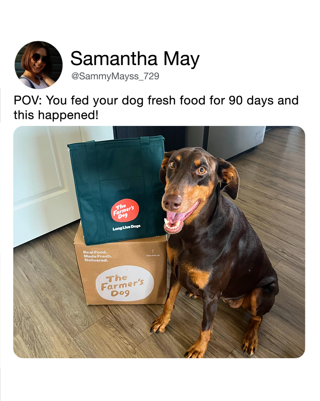Dog Wellness Dispatch Facebook ad