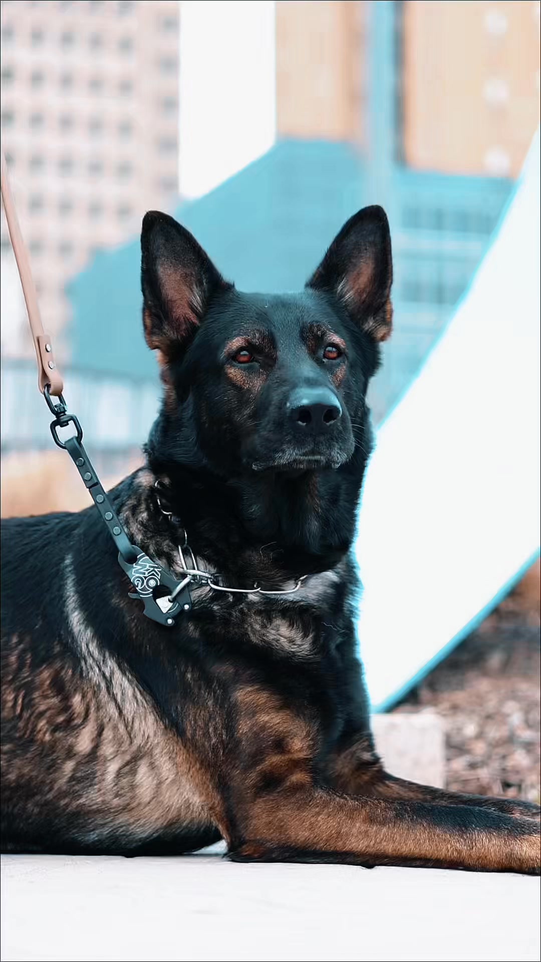 K9 Ops Facebook ad