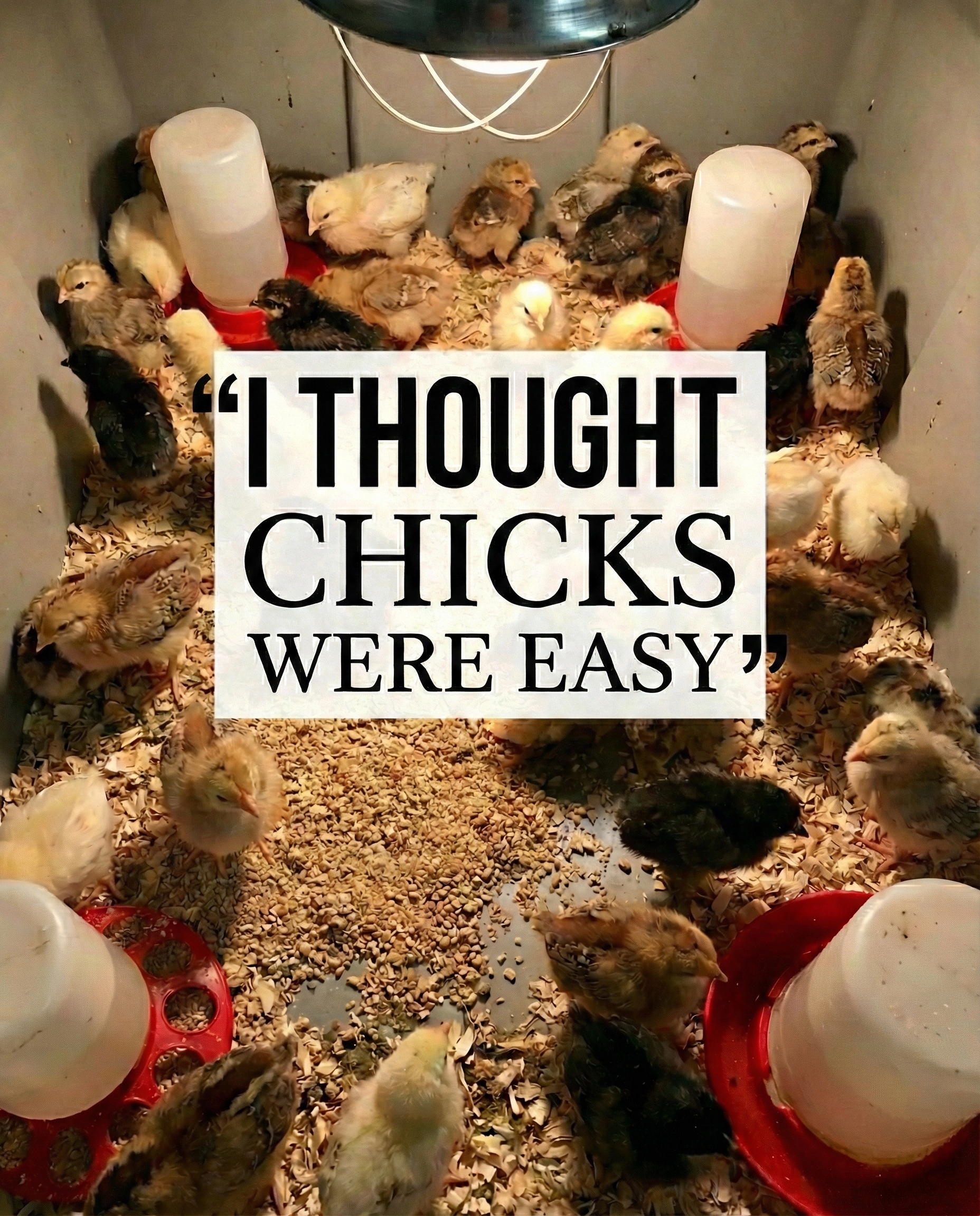 Buff Clucks Facebook ad