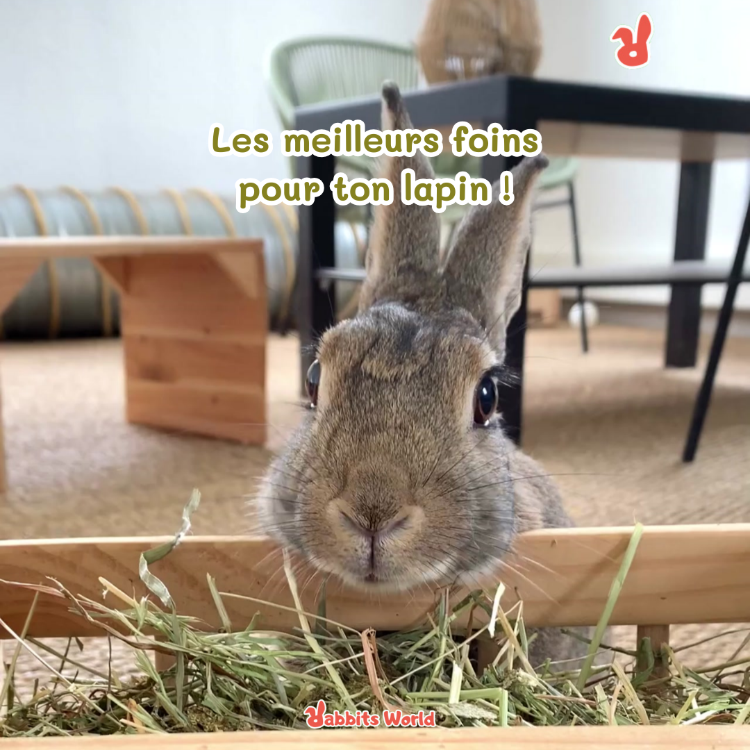 Rabbits World Facebook ad: Un bon foin, c'est un foin bien vert…