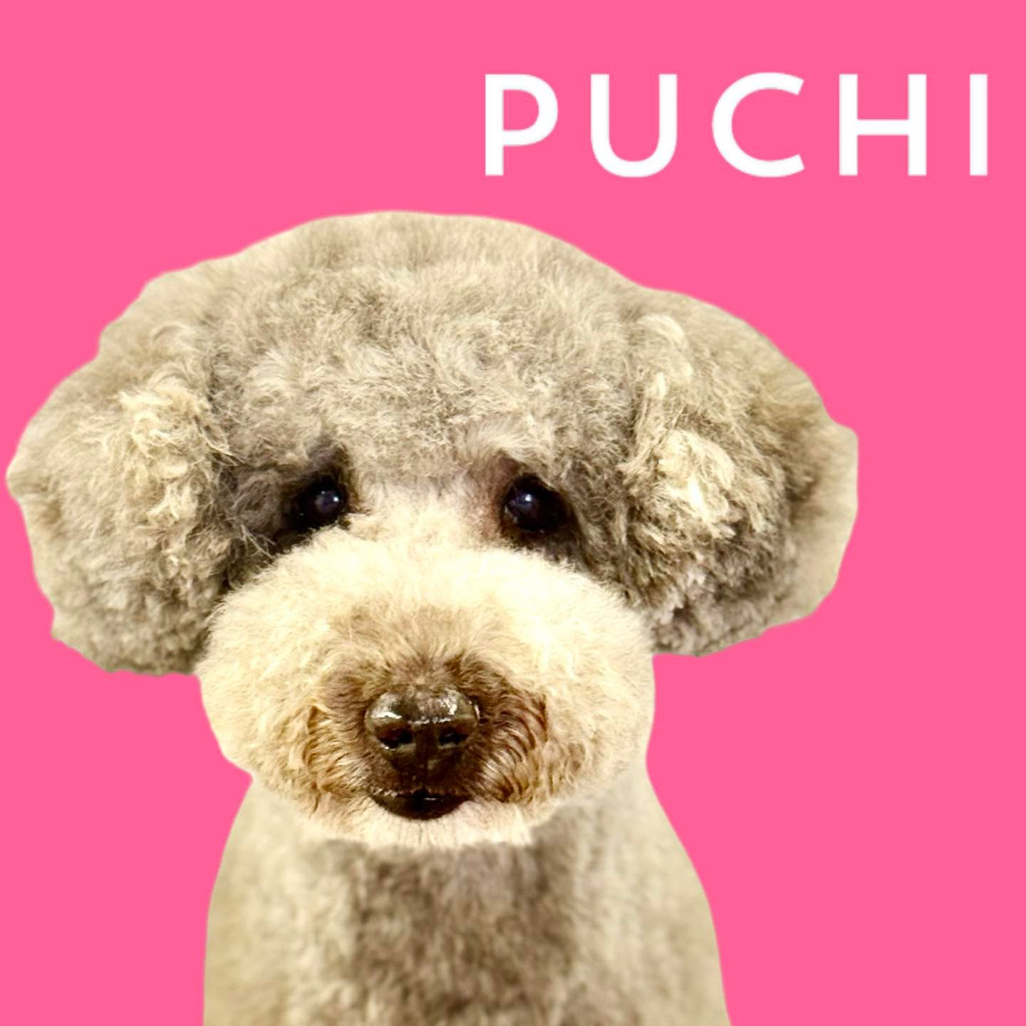 Puchi Dog Grooming Jersey Facebook ad