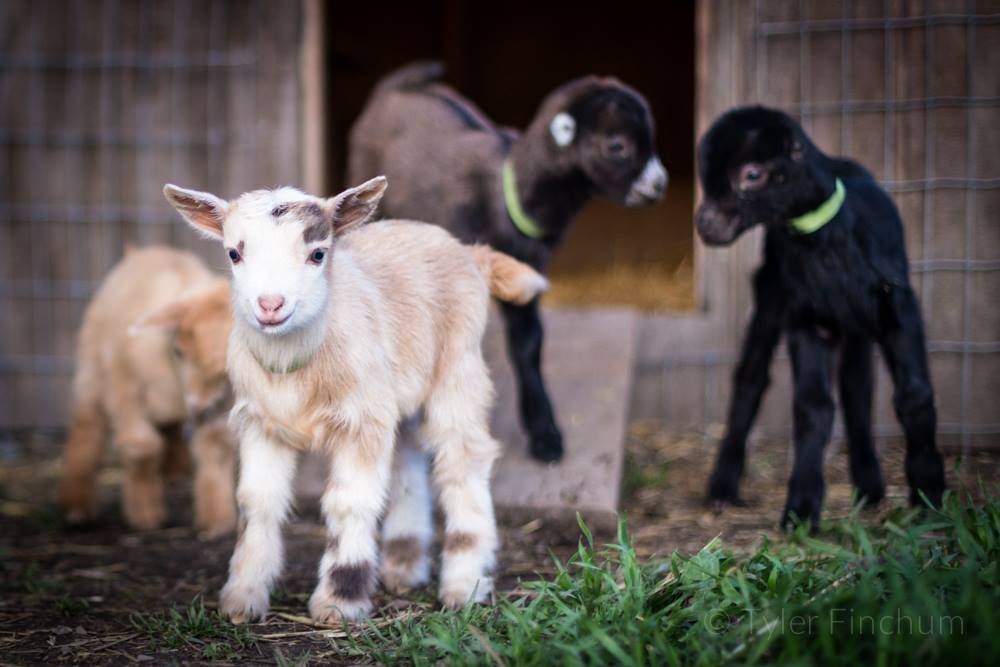 Left Foot Farm Facebook ad: Unique Farm Stay