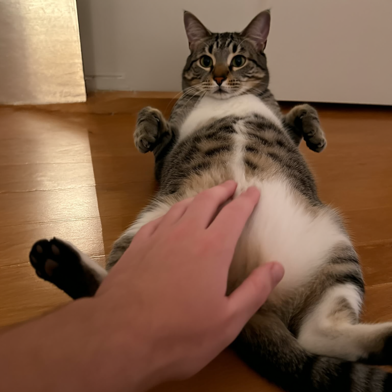 Anais Garnier Facebook ad: Lis ça si tu utilises de la litière pour chat