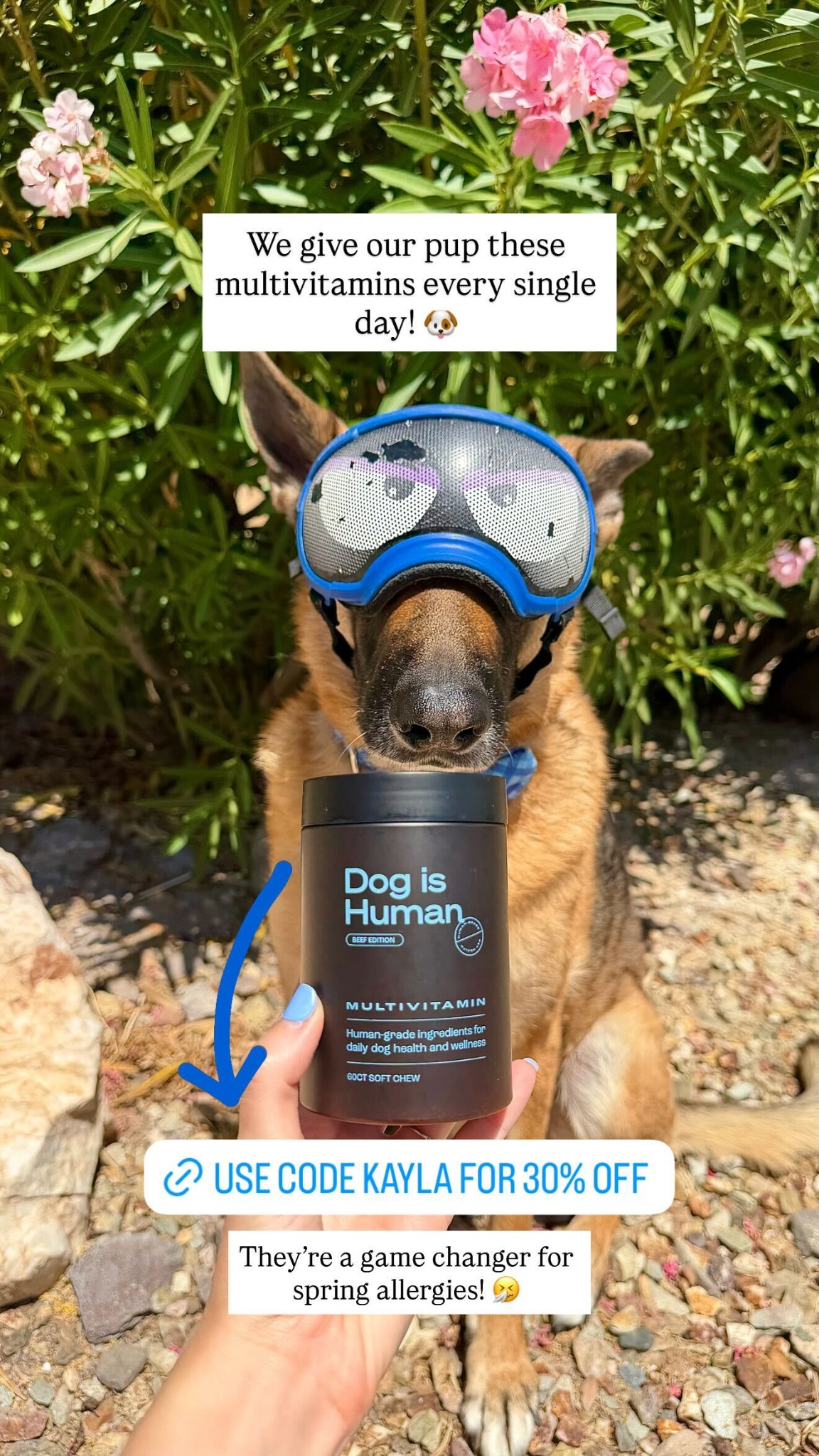 Dog is Human Facebook ad