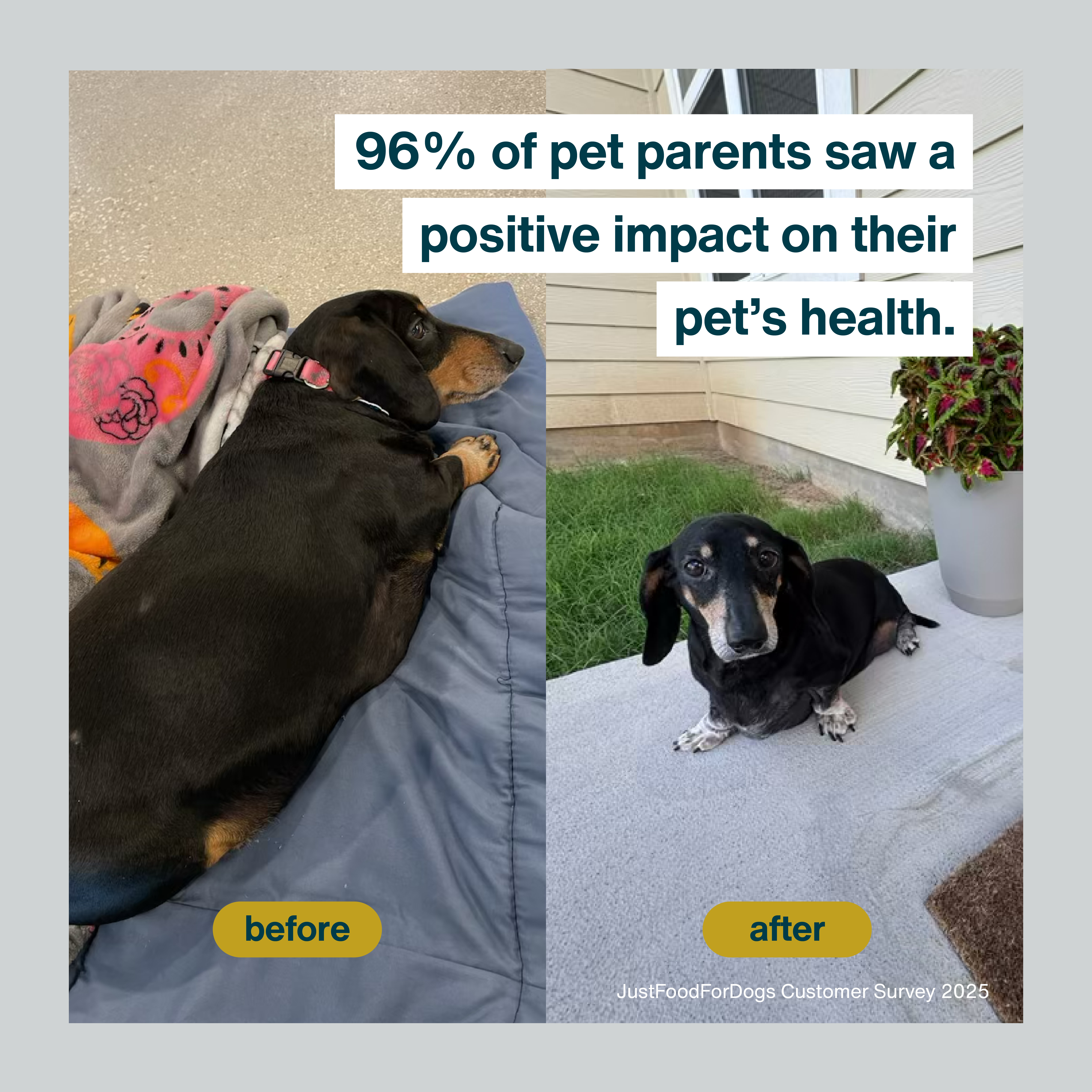Just Food For Dogs Facebook ad