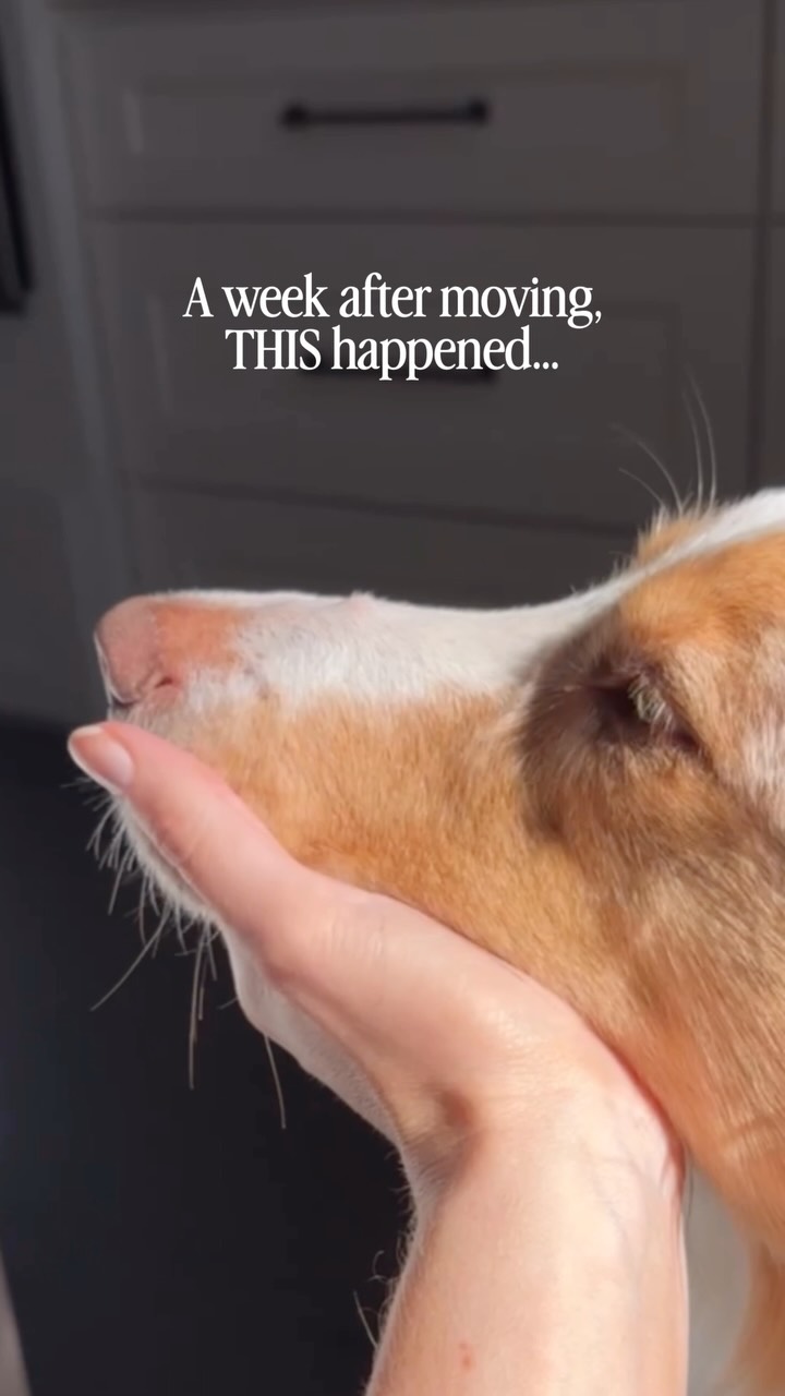 Puainta Pets Facebook ad: A little bug bite on Bowie’s snoot was…