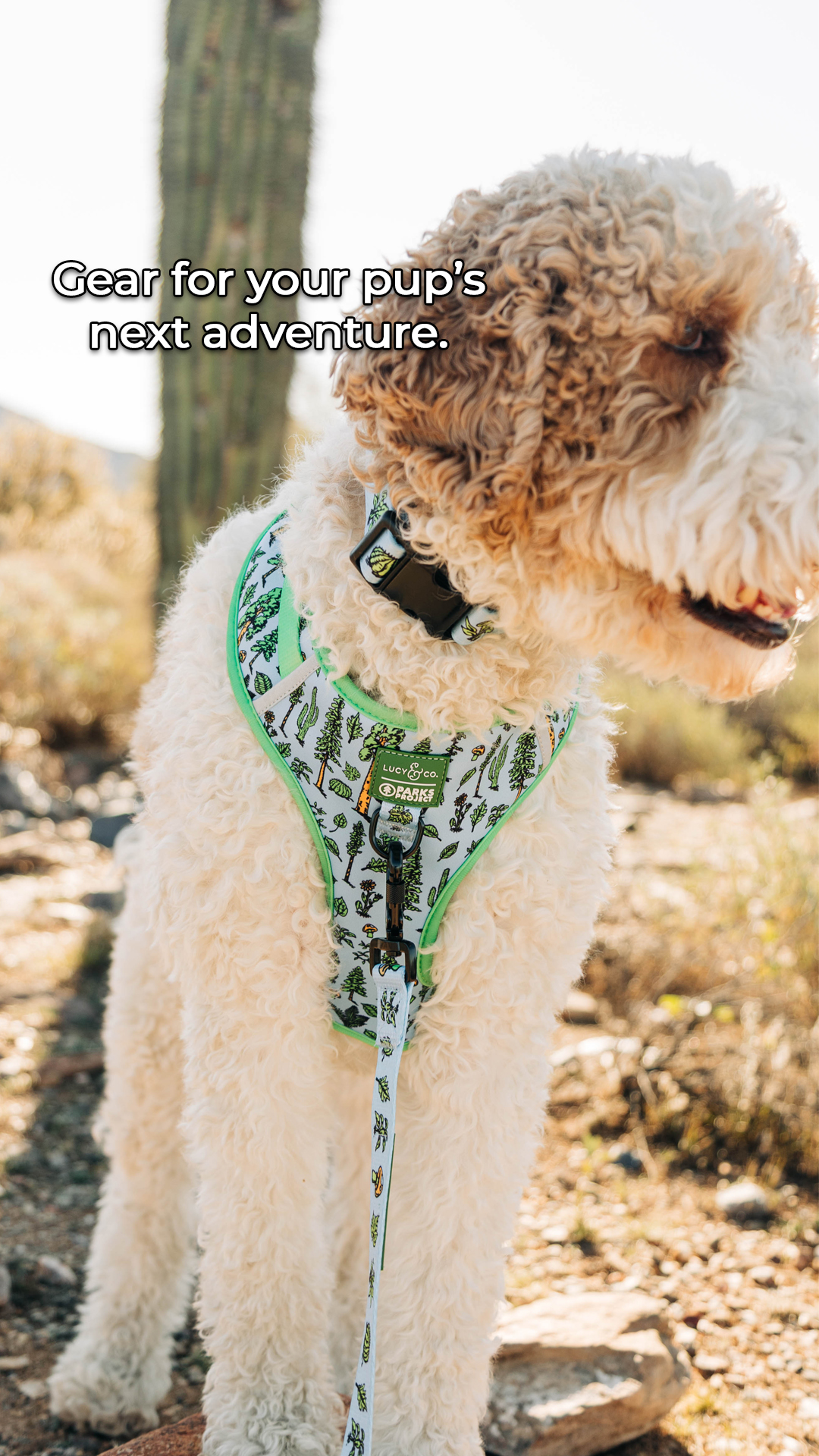 Lucy & Co. Facebook ad