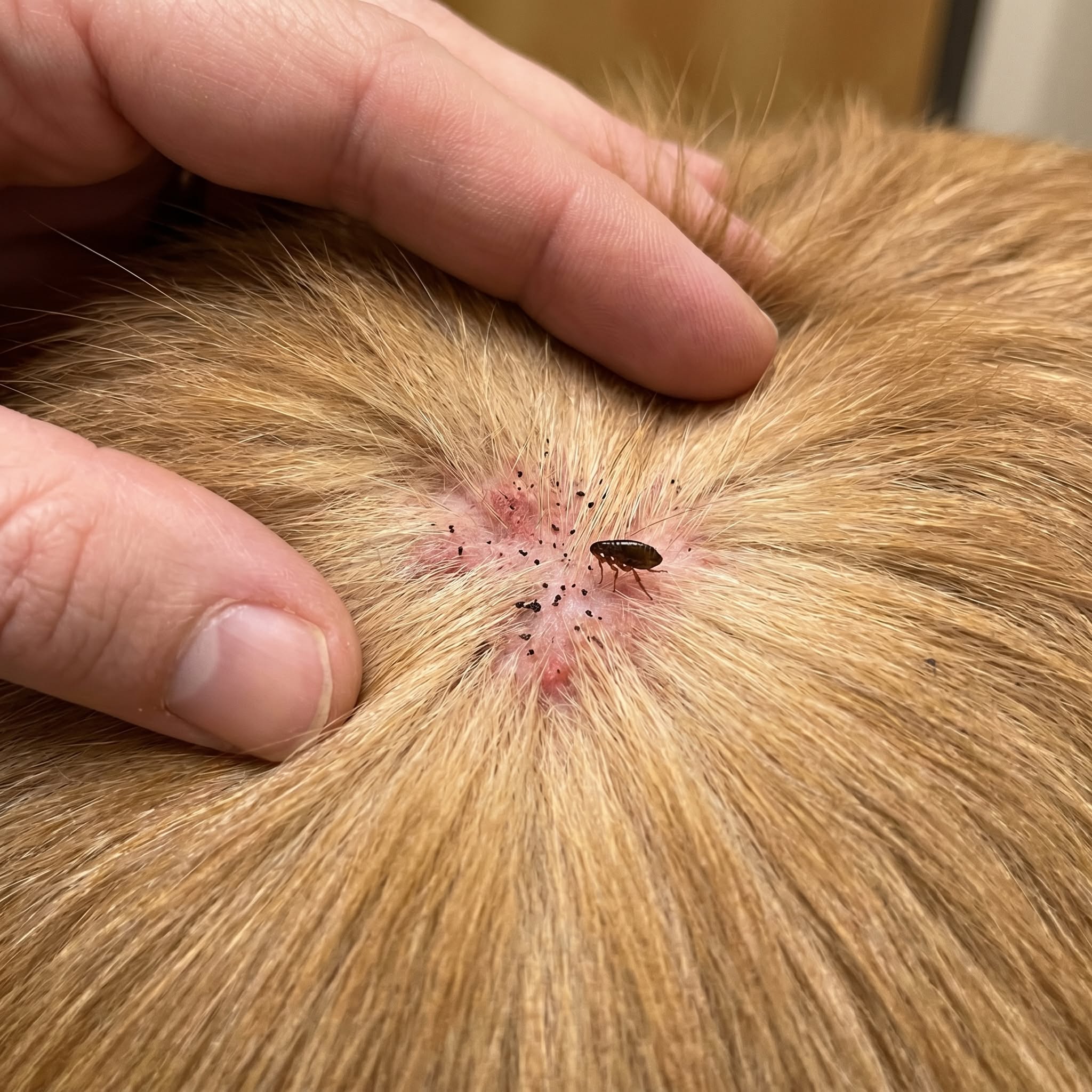 Whitmore Animal Hospital Facebook ad