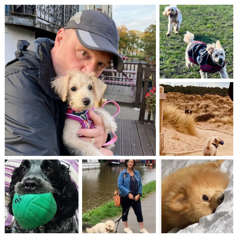 Come Rain, Come Shine Dog Walking Facebook ad: Responsible, professional Dog Walking Service covering the…