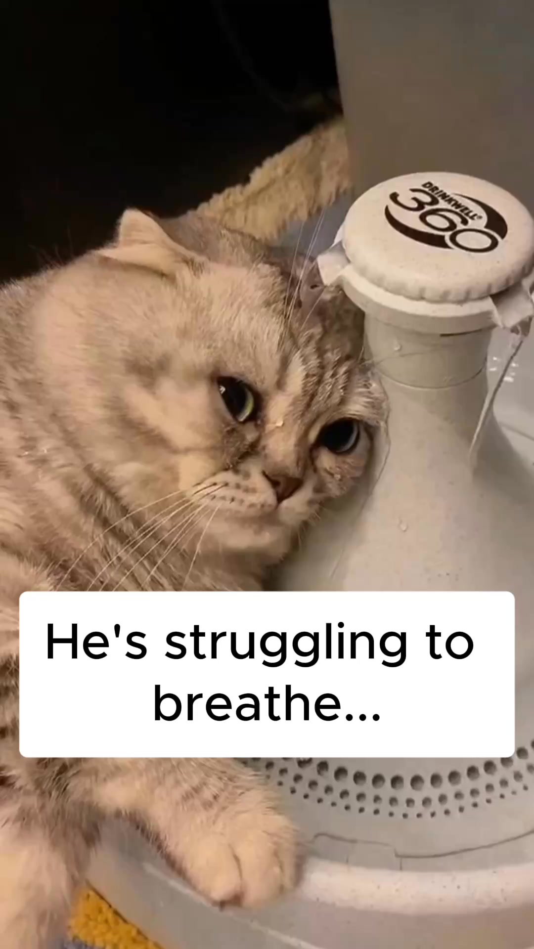Nuvopet Facebook ad: Quebec's #1 cat brush is taking over Canada